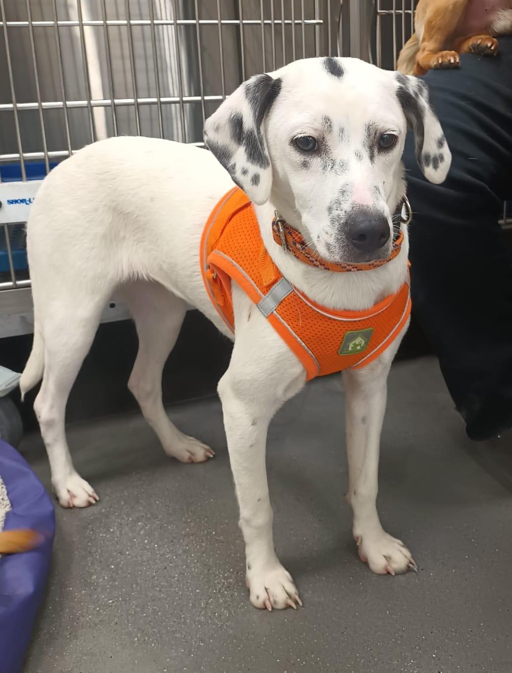 Enlarge Paloma, a ADOPTABLE mixed breed in San Diego, CA image 5/6