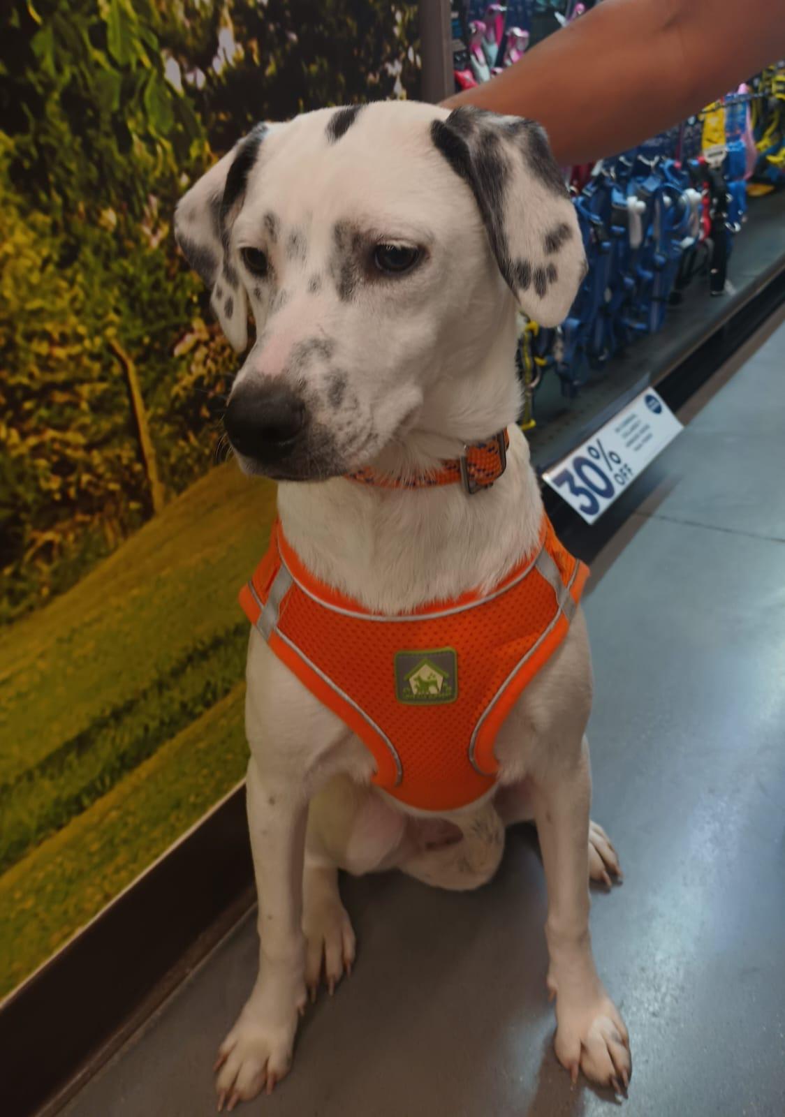 Enlarge Paloma, a ADOPTABLE mixed breed in San Diego, CA image 3/6