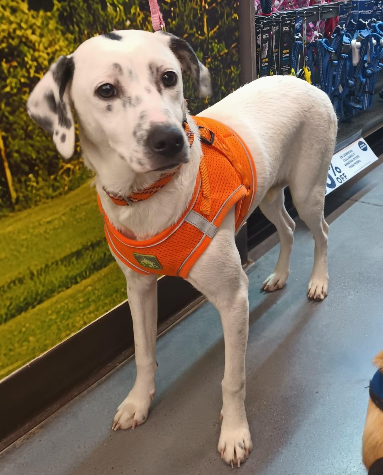 Enlarge Paloma, a ADOPTABLE mixed breed in San Diego, CA image 4/6