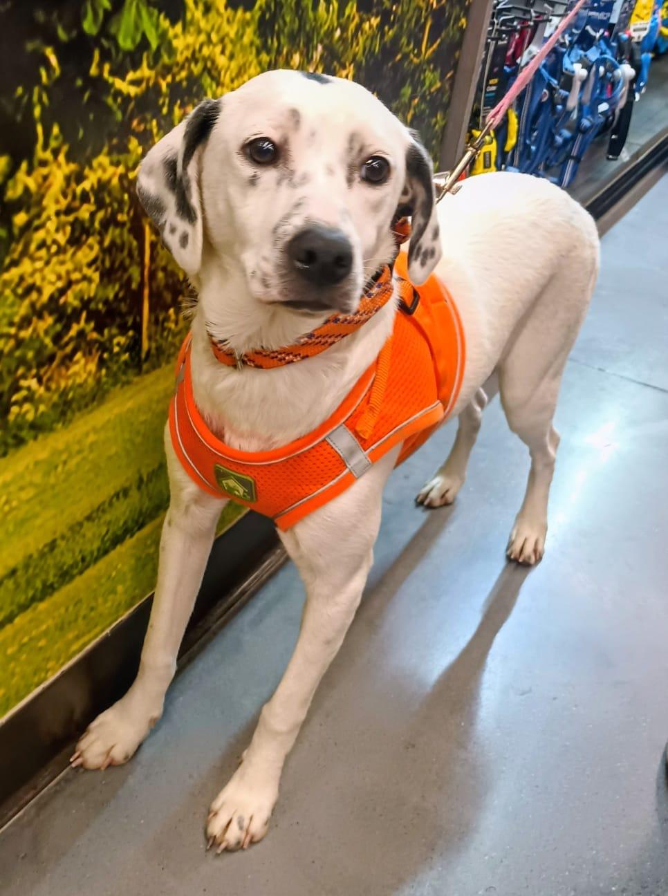 Enlarge Paloma, a ADOPTABLE mixed breed in San Diego, CA image 2/6