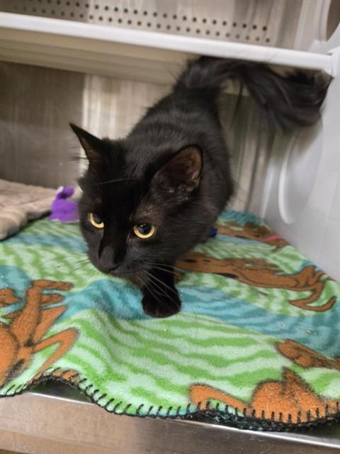 Enlarge EDNA, a Adoptable Domestic Long Hair in Casper, WY image 1/1