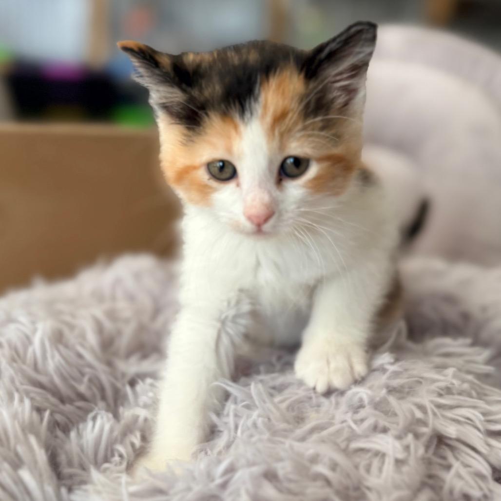 Fancy, adopted, Young Female Domestic Medium Hair.