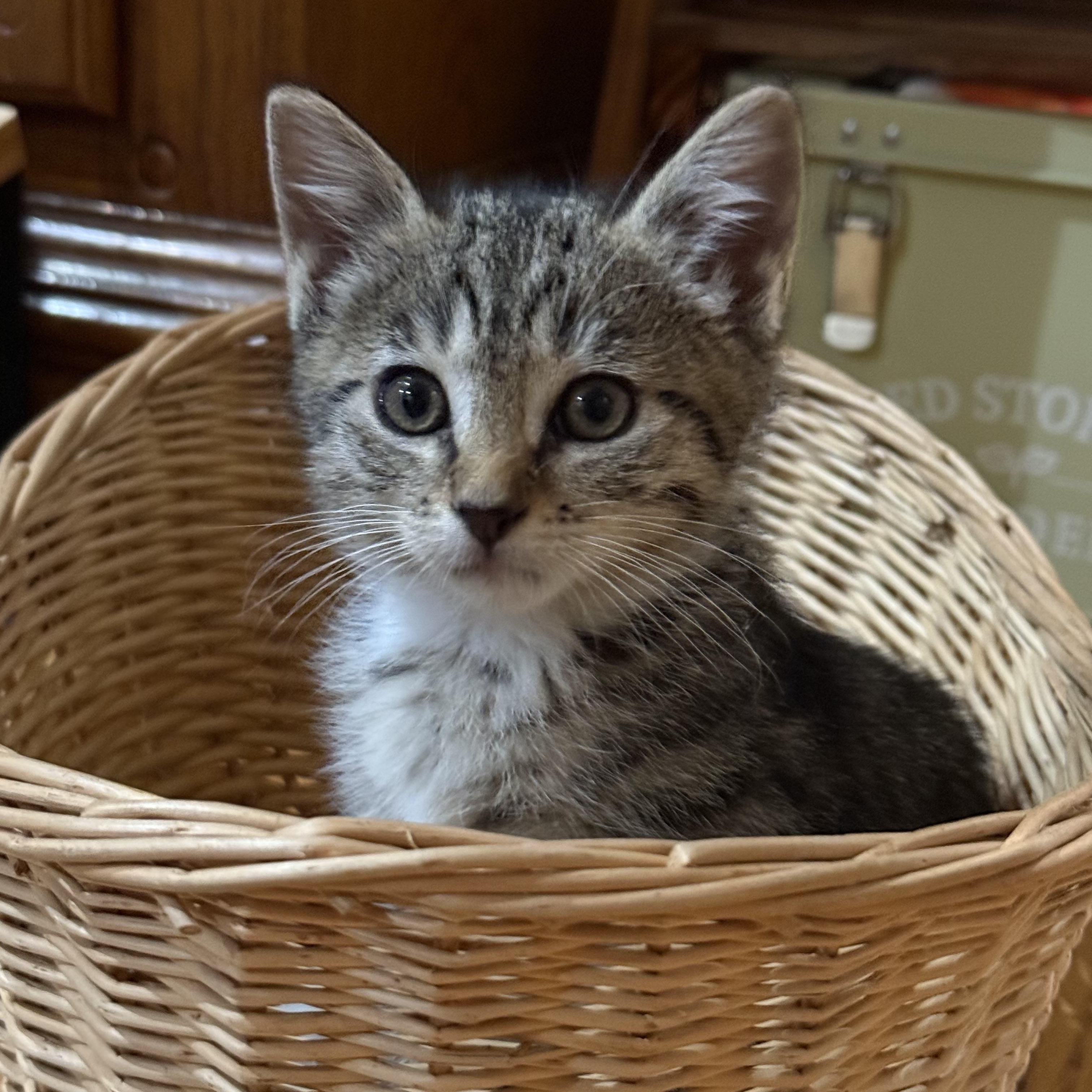 Annie, an adopted Domestic Short Hair in Cypress, CA image 2/2