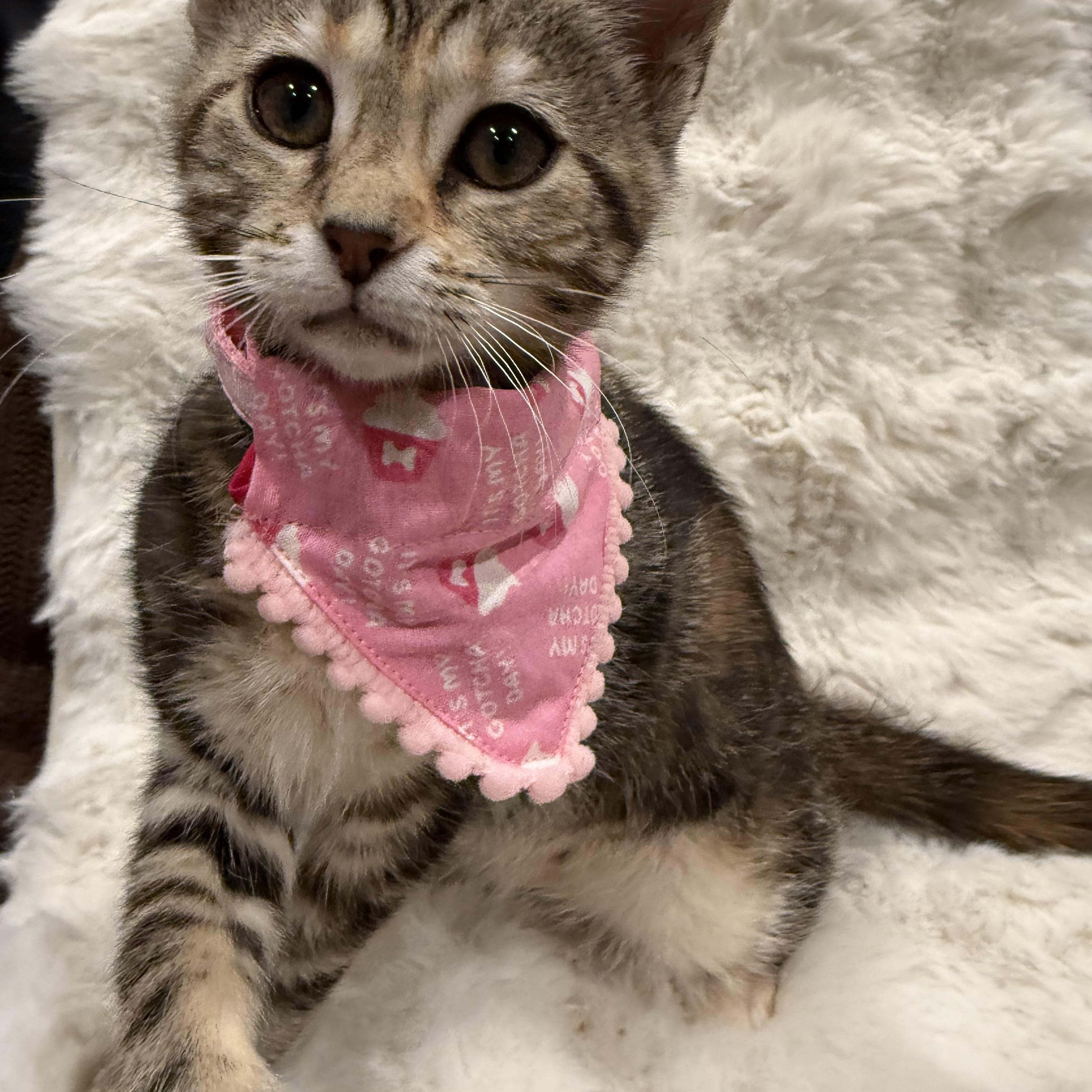 Annie, an adopted Domestic Short Hair in Cypress, CA image 1/2