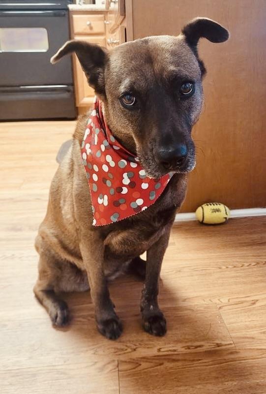 Lucy 2 — thumbnail 4