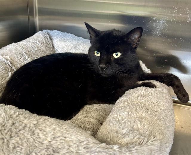 Enlarge COUNT, a Adoptable Domestic Short Hair in Kalamazoo, MI image 1/1