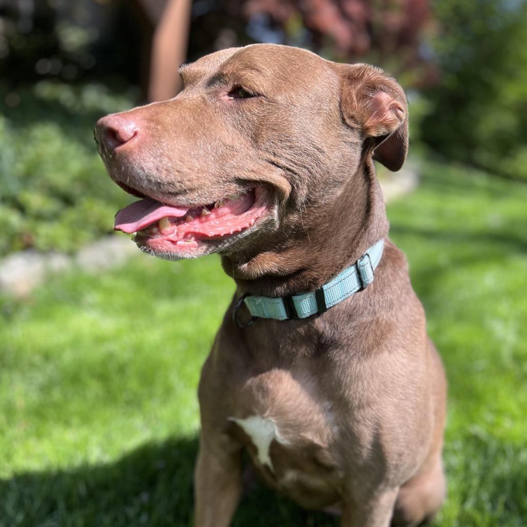 Duchess, a Adoptable Mixed Breed in Parkton, MD image 1/6