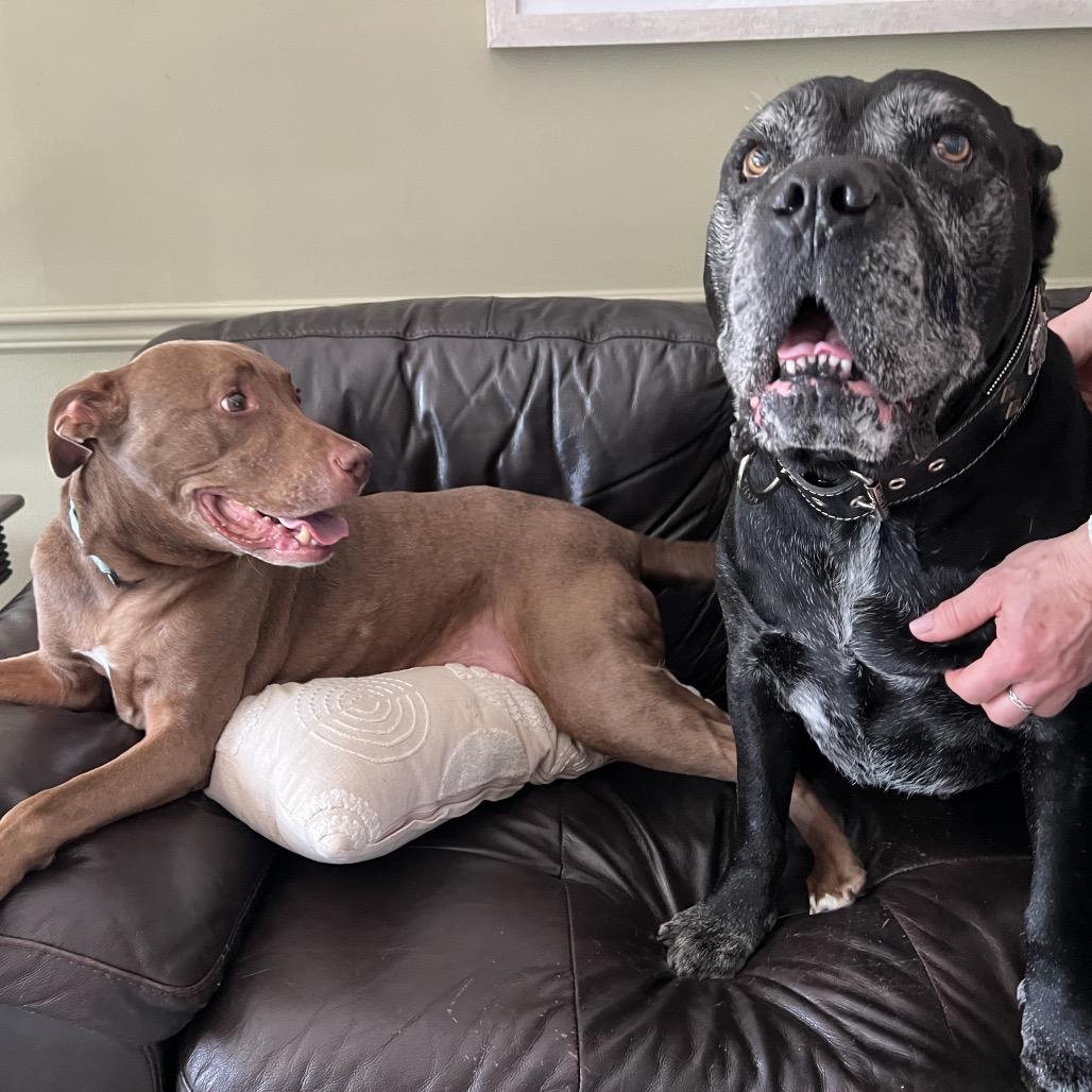 Duchess, a Adoptable Mixed Breed in Parkton, MD image 3/6