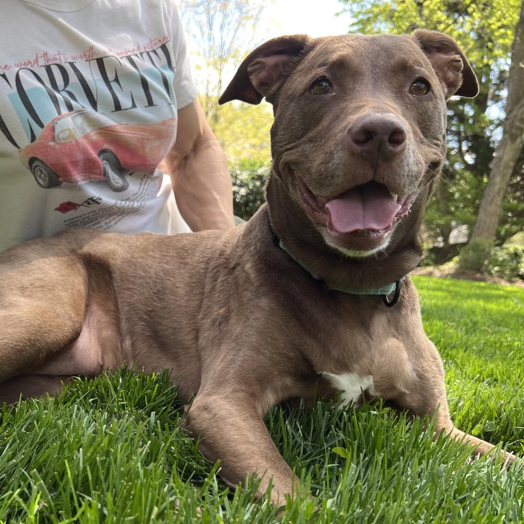 Duchess, a Adoptable Mixed Breed in Parkton, MD image 4/6