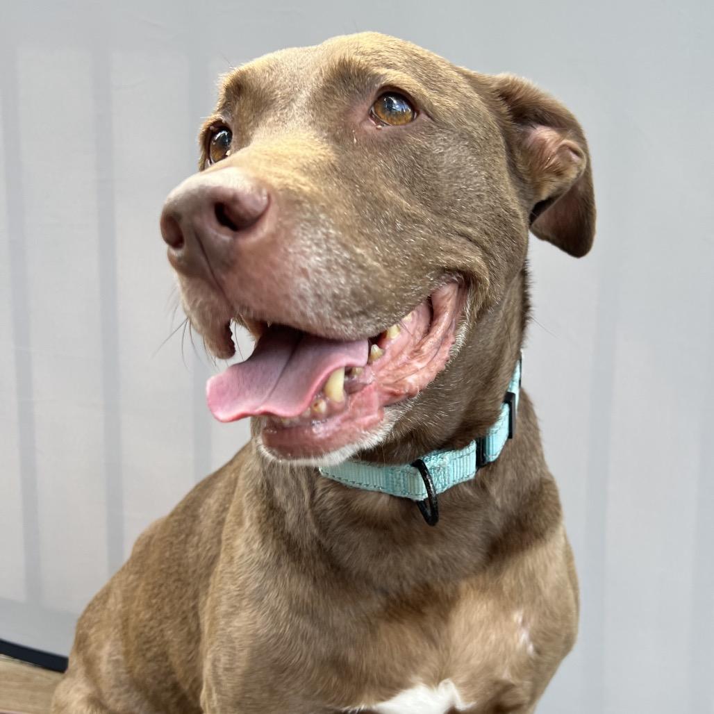 Duchess, a Adoptable Mixed Breed in Parkton, MD image 6/6