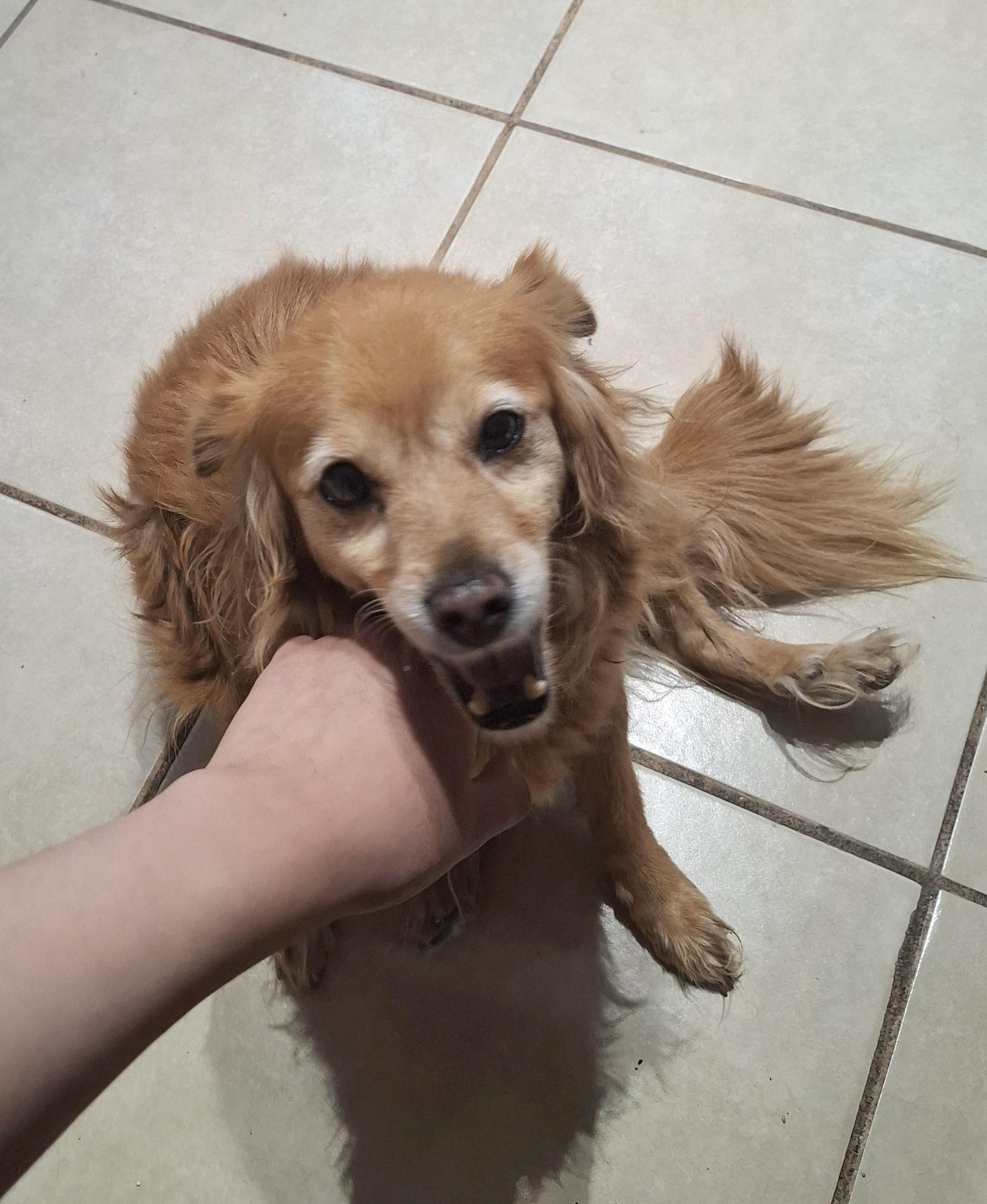 Enlarge Chilaquil, a Adoptable mixed breed in Mexicali, BCN image 1/6