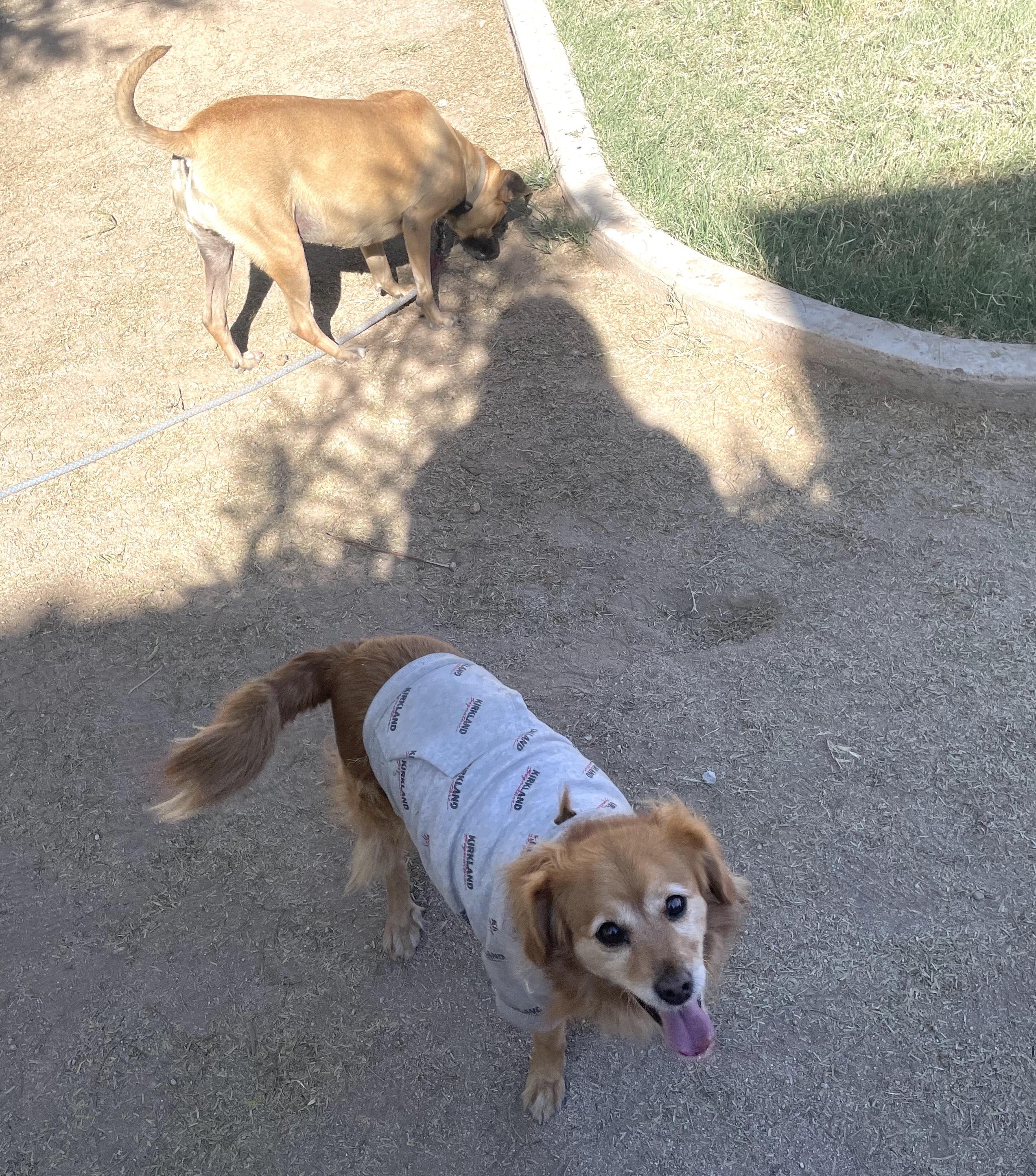 Chilaquil, an adoptable Terrier, Golden Retriever in Mexicali, BCN, 21280 | Photo Image 3