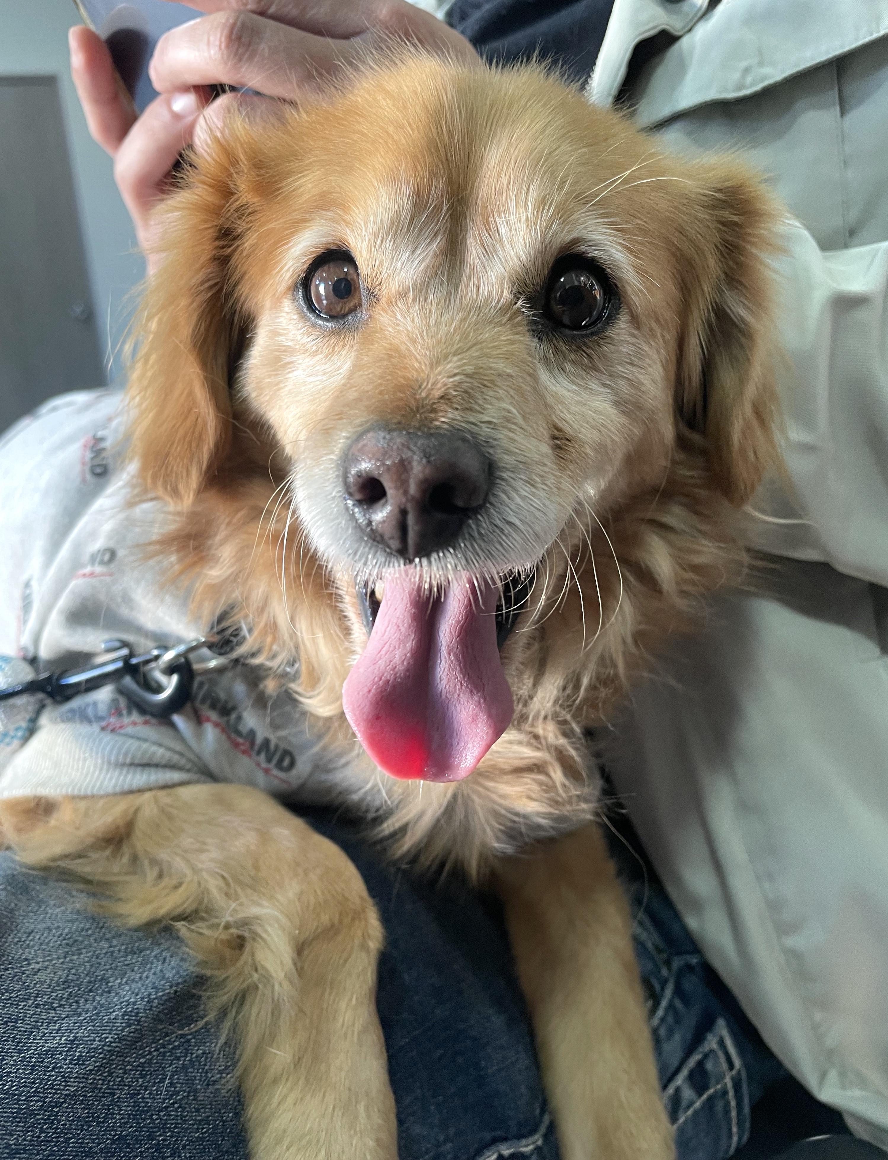 Chilaquil, a Adoptable mixed breed in Mexicali, BCN image 2/6