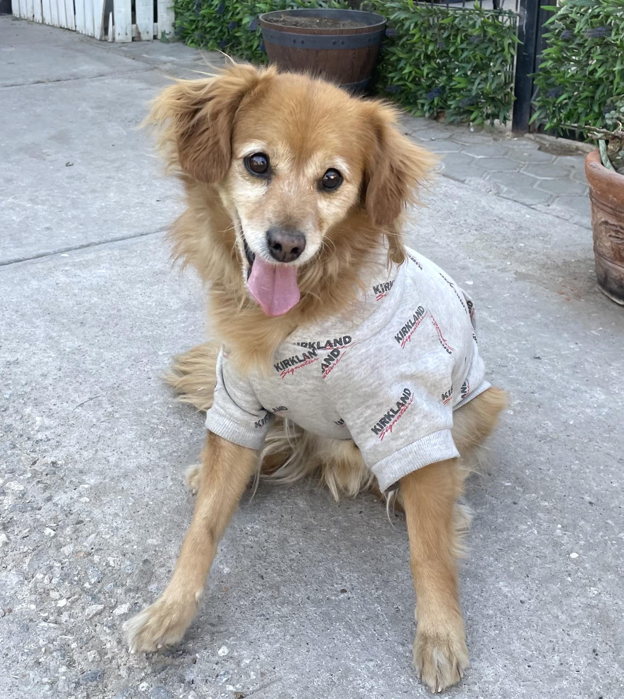 Chilaquil, Senior Male Terrier