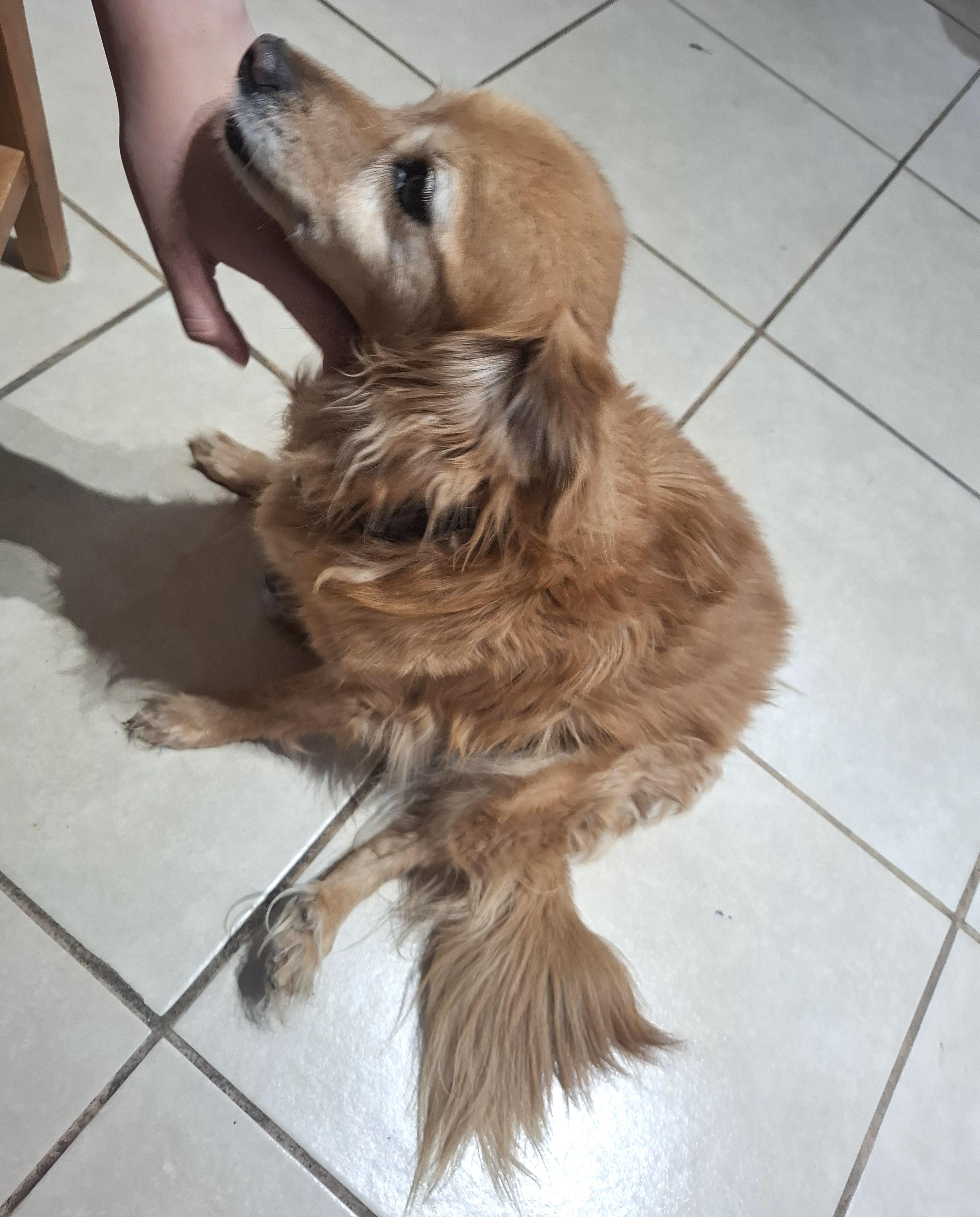 Enlarge Chilaquil, a Adoptable mixed breed in Mexicali, BCN image 4/6