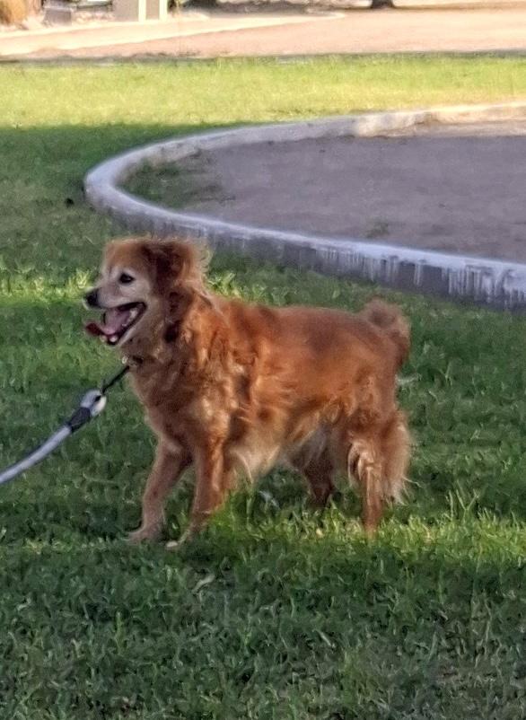 Enlarge Chilaquil, a Adoptable mixed breed in Mexicali, BCN image 3/6
