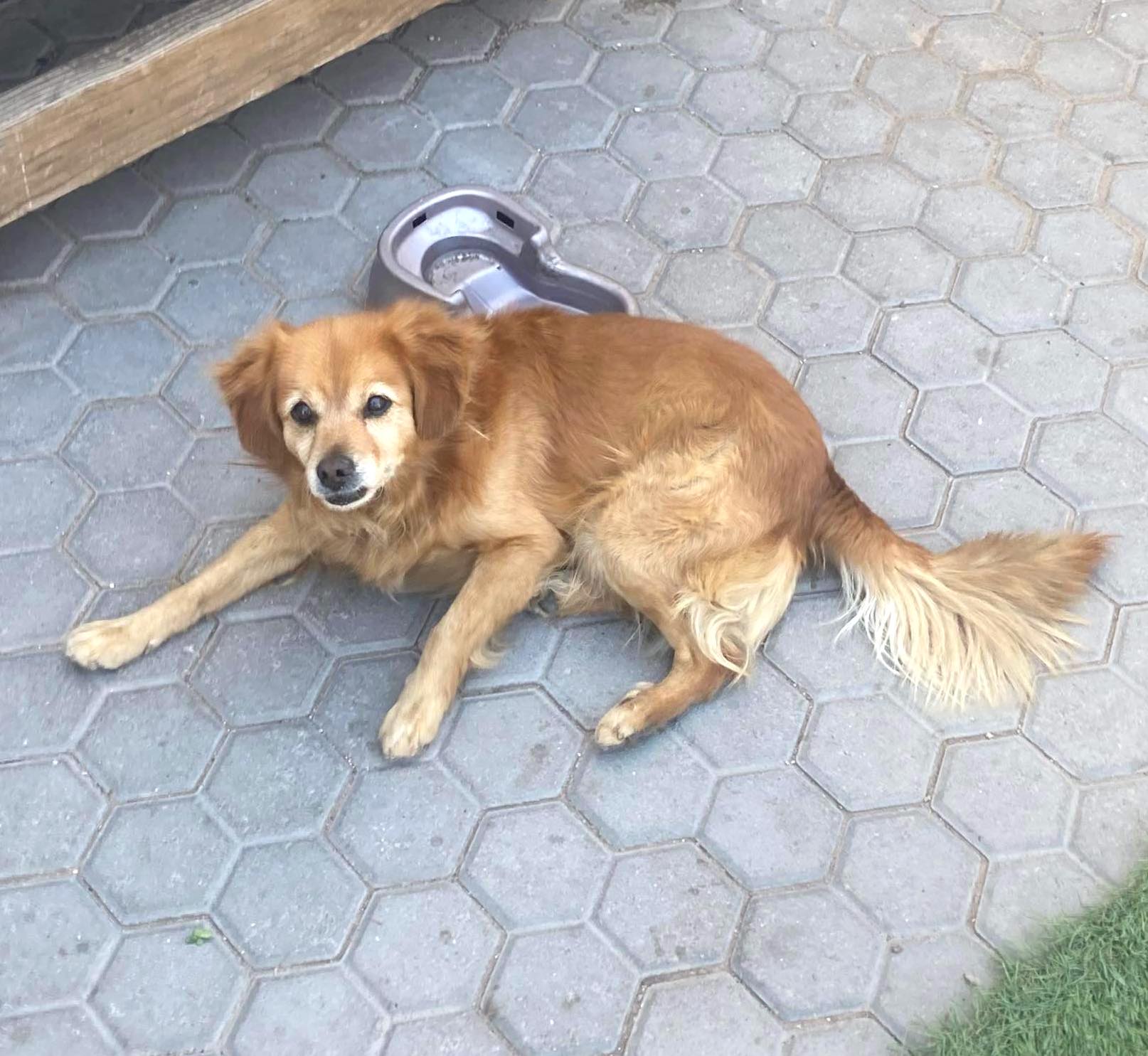 Chilaquil, an adoptable Terrier, Golden Retriever in Mexicali, BCN, 21280 | Photo Image 5