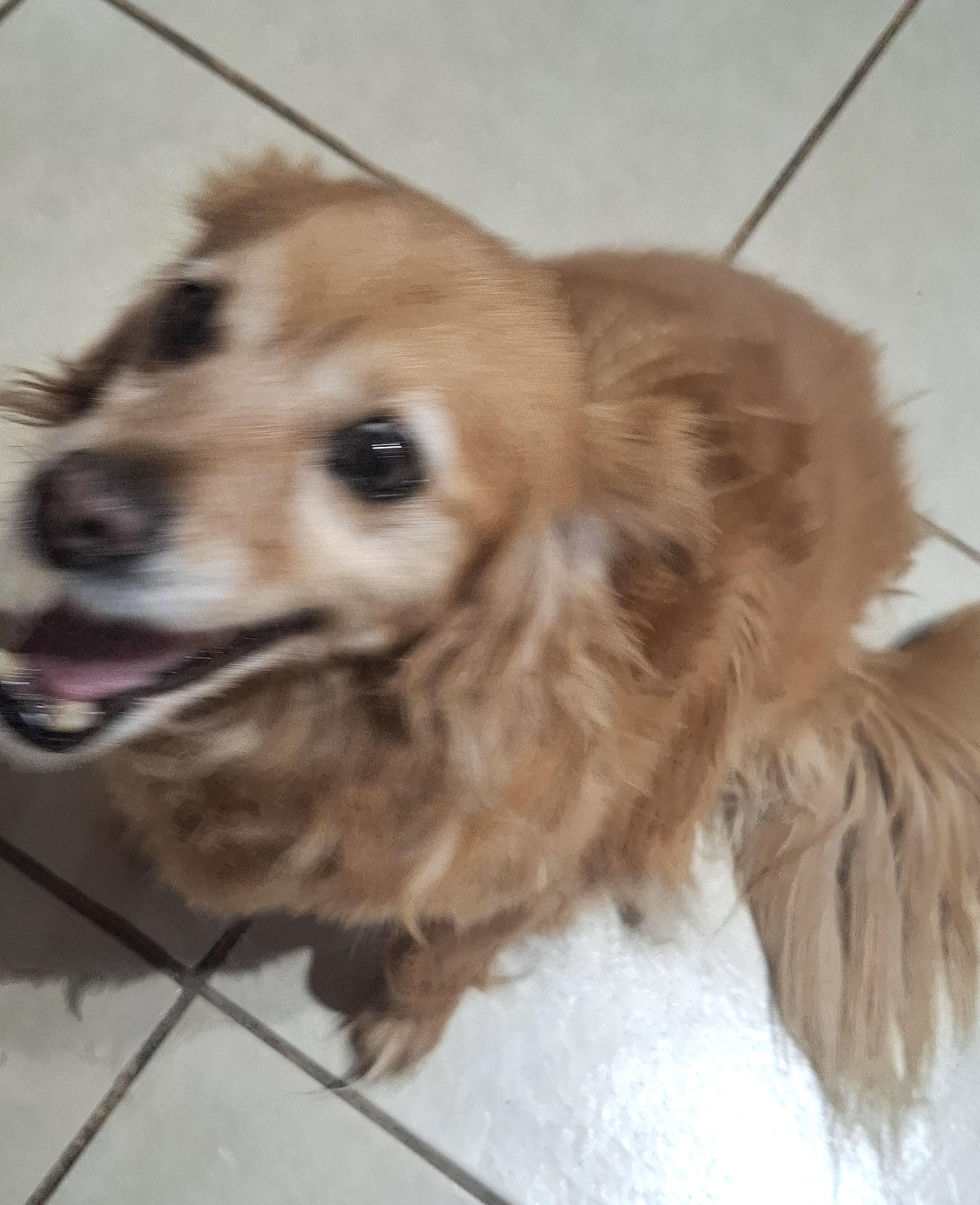 Enlarge Chilaquil, a Adoptable mixed breed in Mexicali, BCN image 3/6