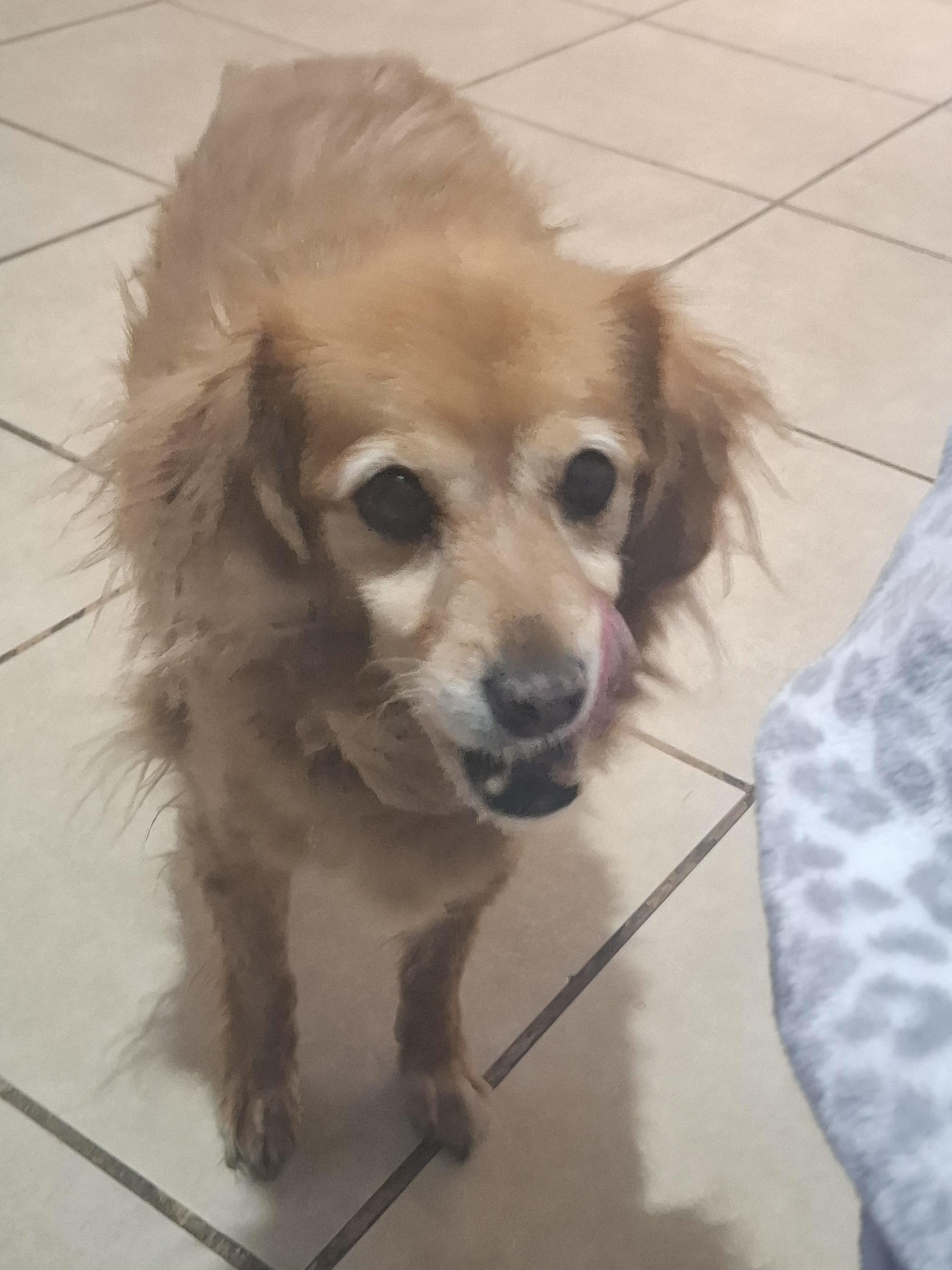 Enlarge Chilaquil, a Adoptable mixed breed in Mexicali, BCN image 2/6