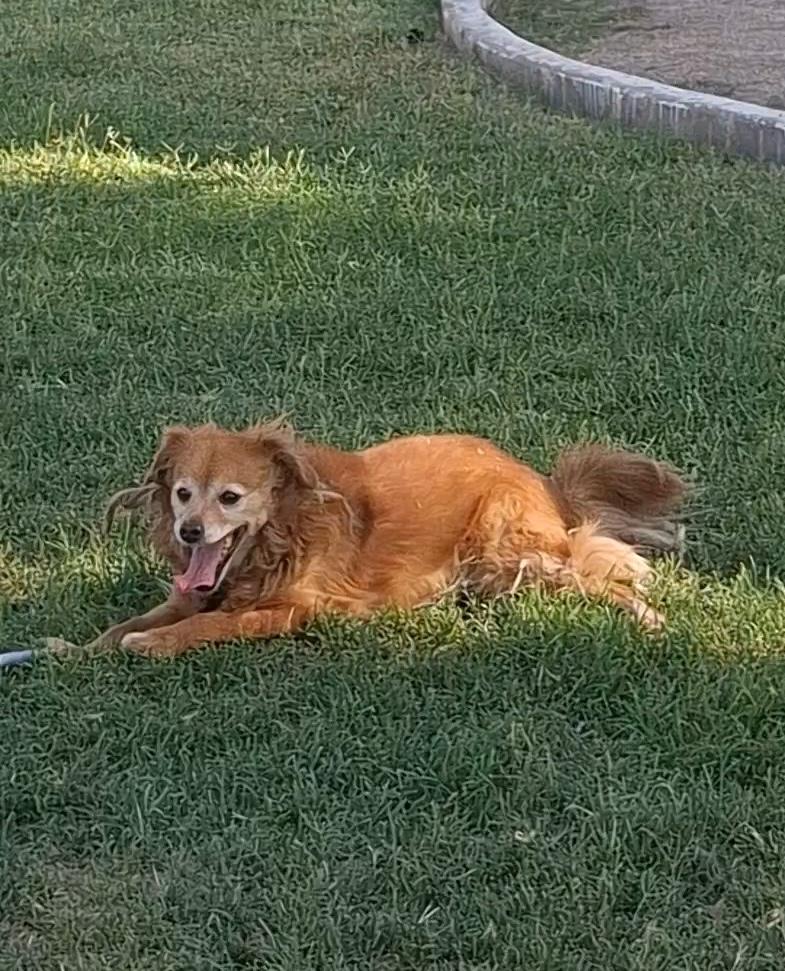 Enlarge Chilaquil, a Adoptable mixed breed in Mexicali, BCN image 1/6