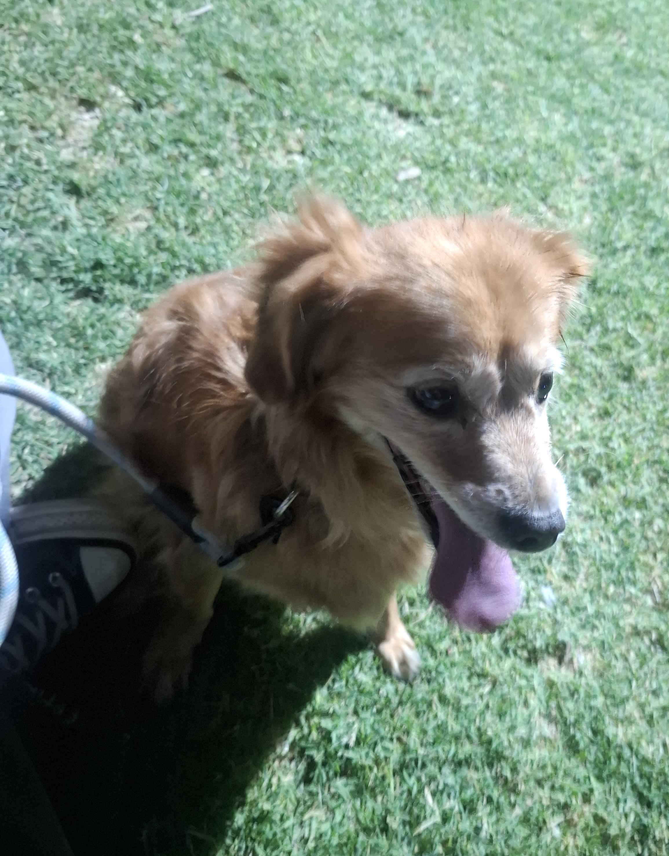 Enlarge Chilaquil, a Adoptable mixed breed in Mexicali, BCN image 4/6