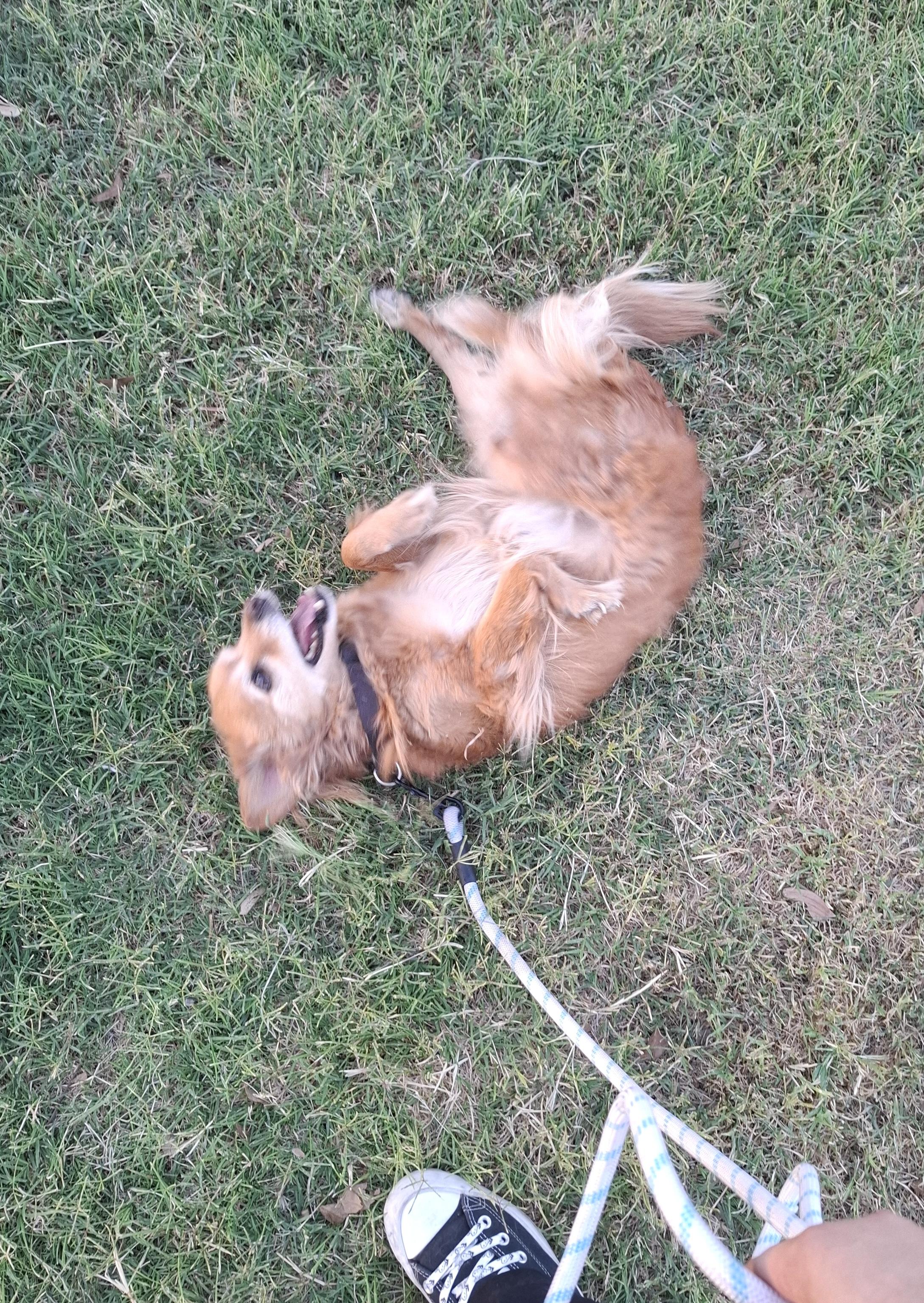 Enlarge Chilaquil, a Adoptable mixed breed in Mexicali, BCN image 5/6