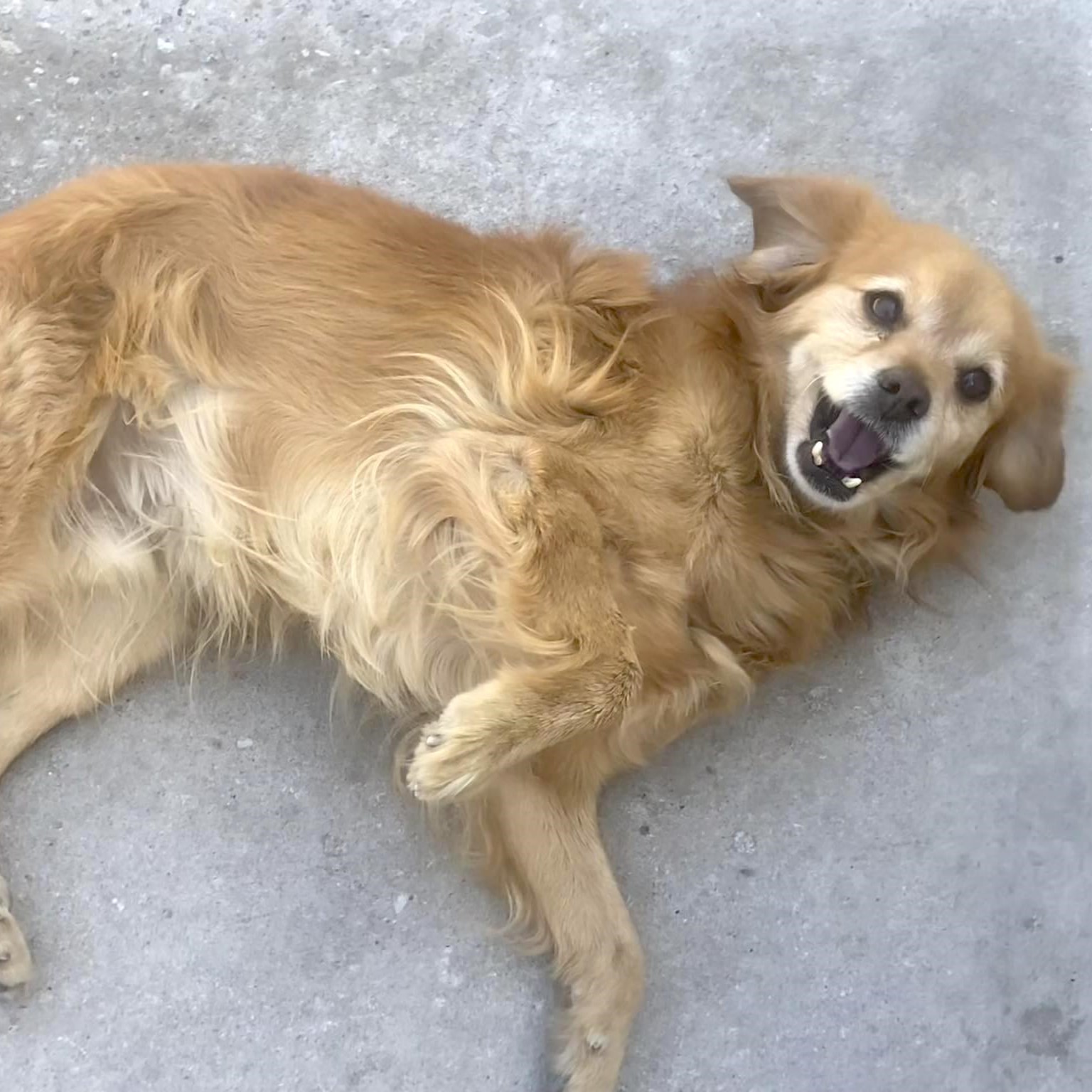 Chilaquil, an adoptable Terrier, Golden Retriever in Mexicali, BCN, 21280 | Photo Image 4