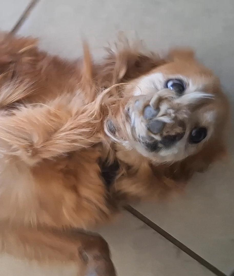 Enlarge Chilaquil, a Adoptable mixed breed in Mexicali, BCN image 2/6