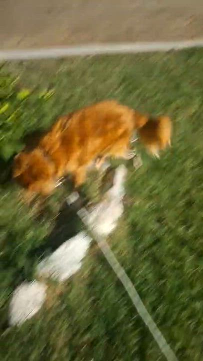 Enlarge Chilaquil, a Adoptable mixed breed in Mexicali, BCN video 4/6