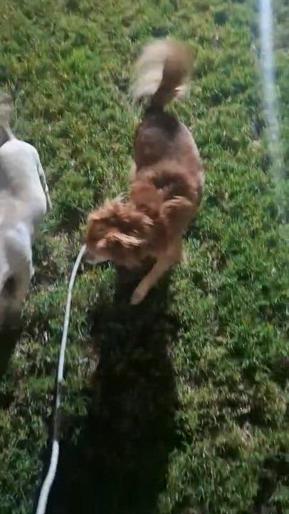 Enlarge Chilaquil, a Adoptable mixed breed in Mexicali, BCN video 5/6