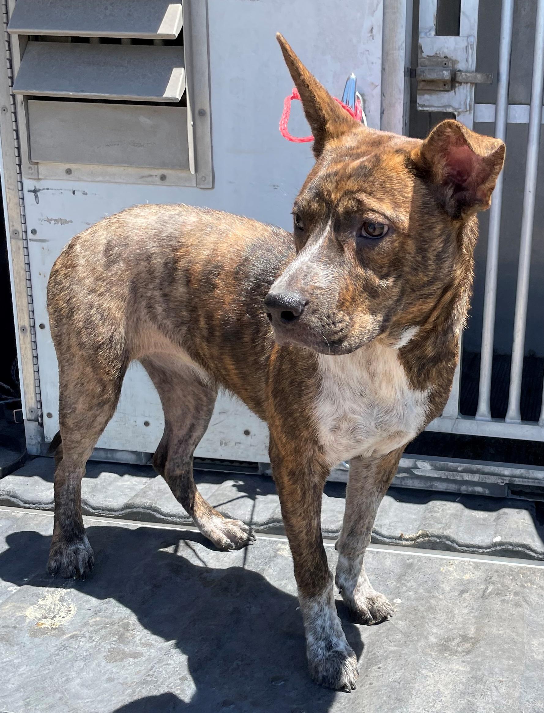 Ivory, an adoptable American Staffordshire Terrier Mix in Edna, TX_image-1