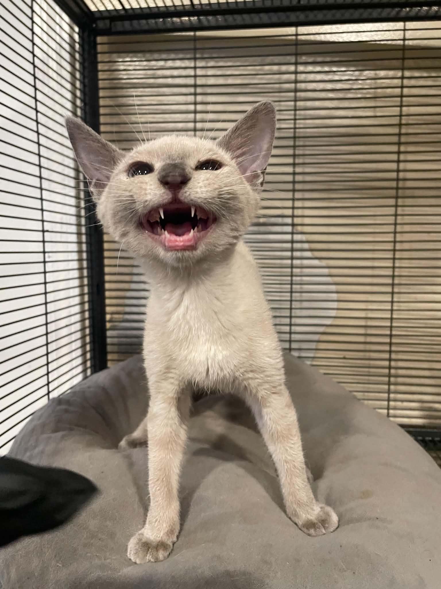 Kim Possible, ADOPTABLE, Young Female Siamese.