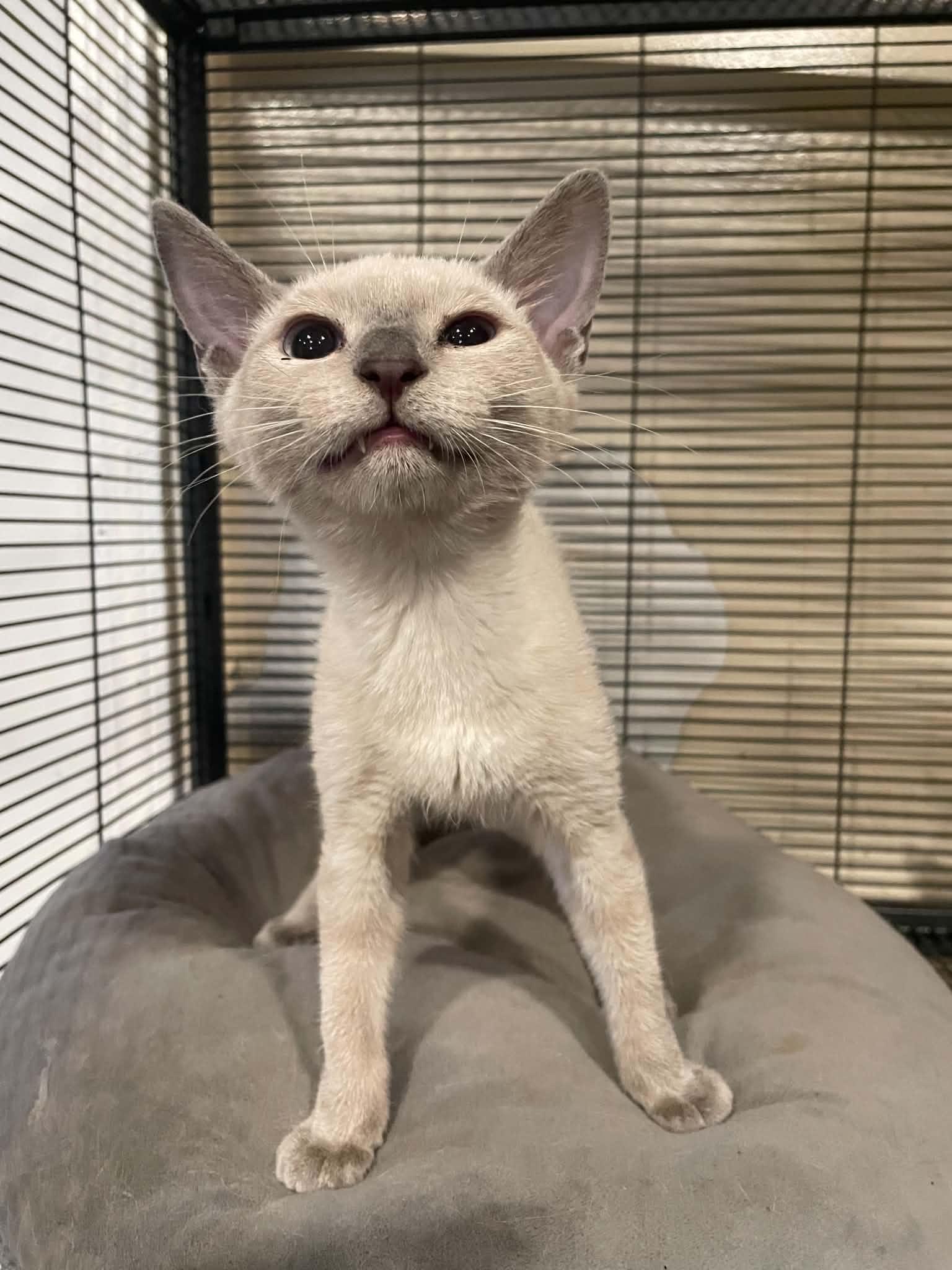 Kim Possible, an adopted Siamese in Bishopville, SC image 2/2