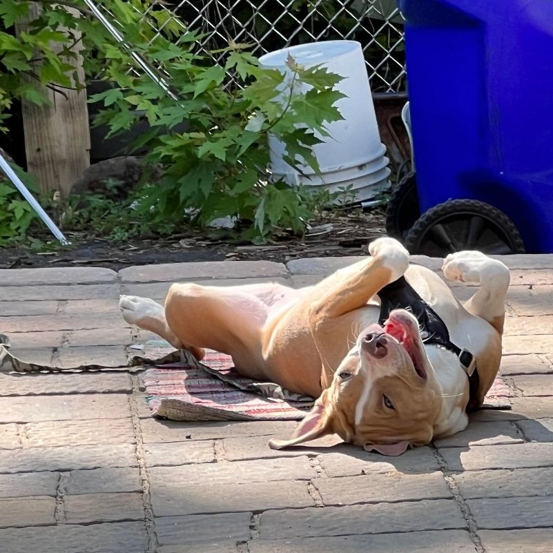 Enlarge Bailey, a Adoptable Retriever in Broadalbin, NY image 8/12