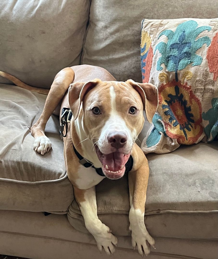 Enlarge Bailey, a Adoptable Retriever in Broadalbin, NY image 9/12