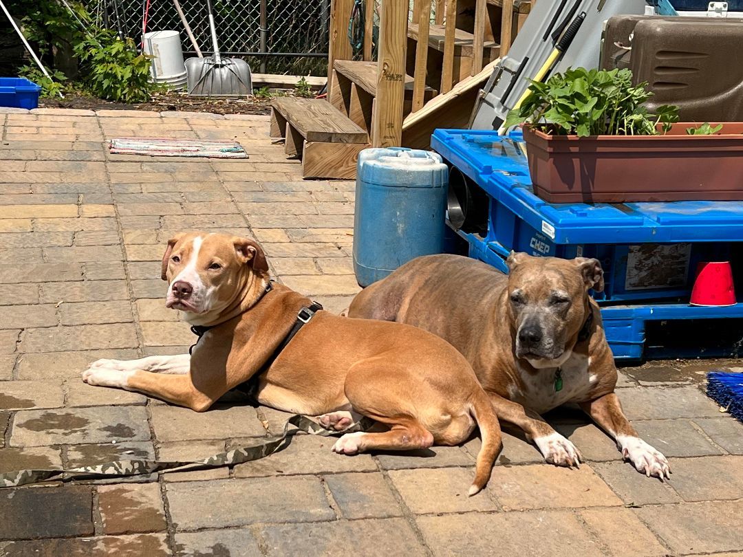 Enlarge Bailey, a Adoptable Retriever in Broadalbin, NY image 10/12