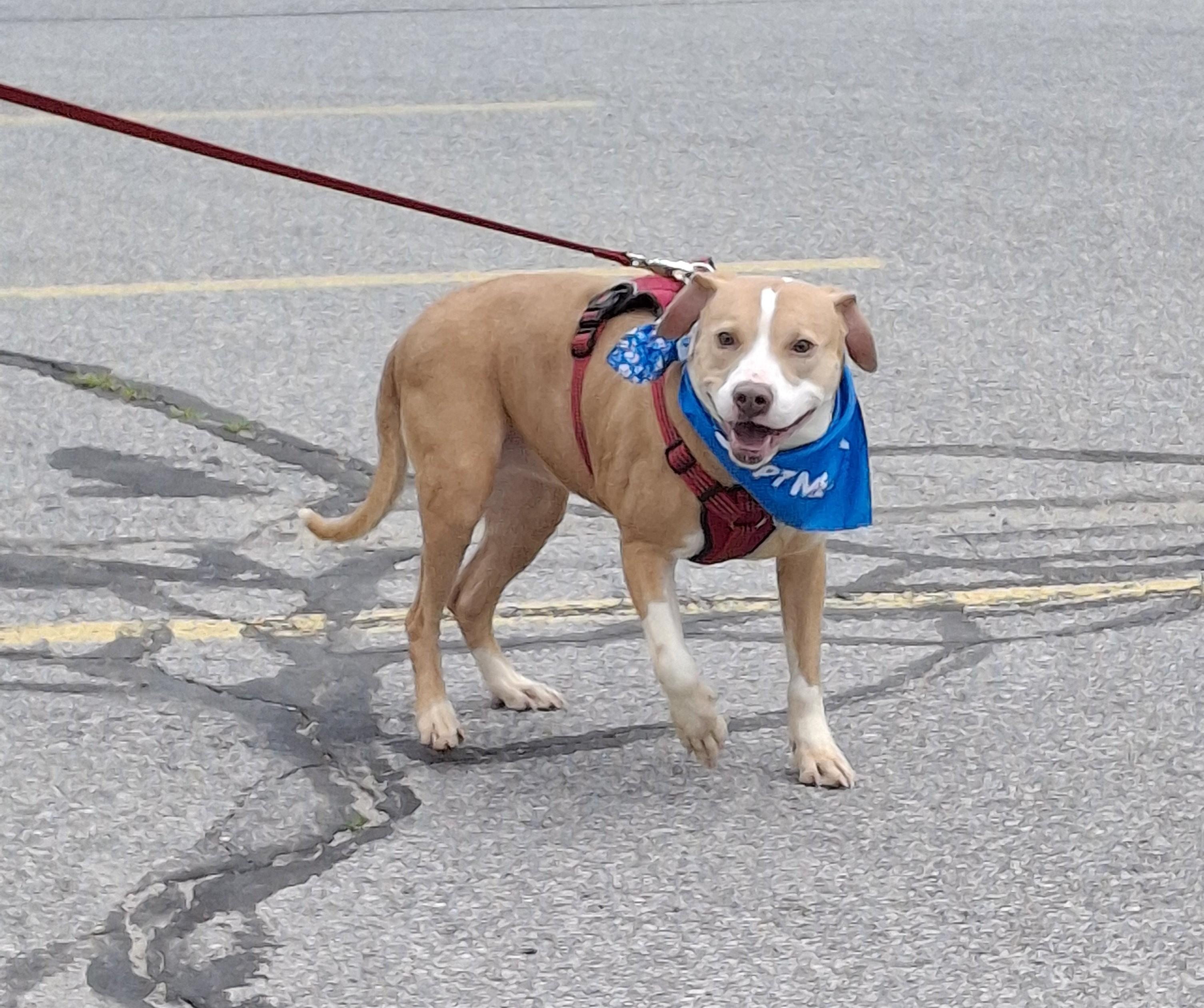 Enlarge Bailey, a Adoptable mixed breed in Broadalbin, NY image 5/6