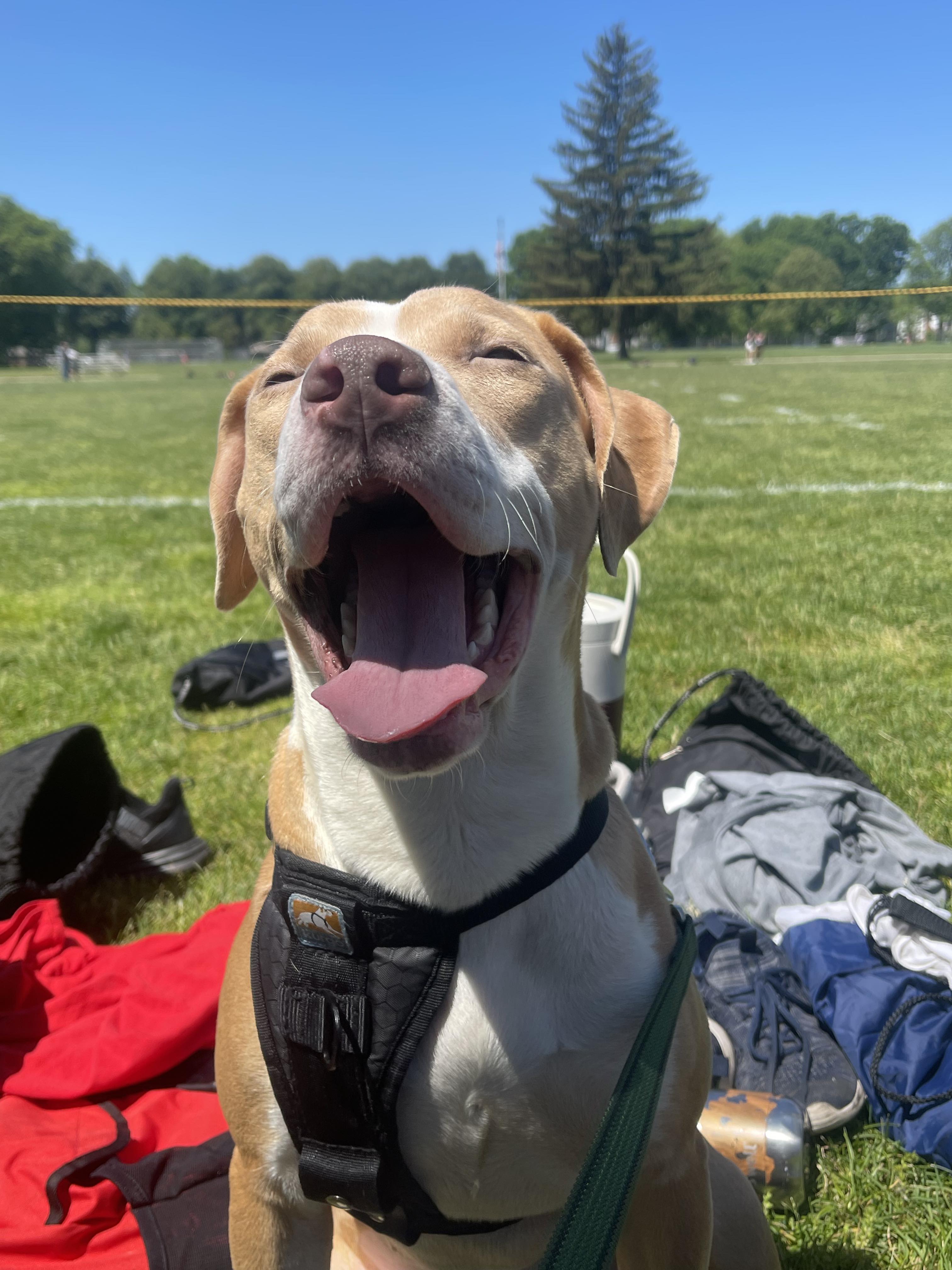 Enlarge Bailey, a Adoptable Retriever in Broadalbin, NY image 11/12