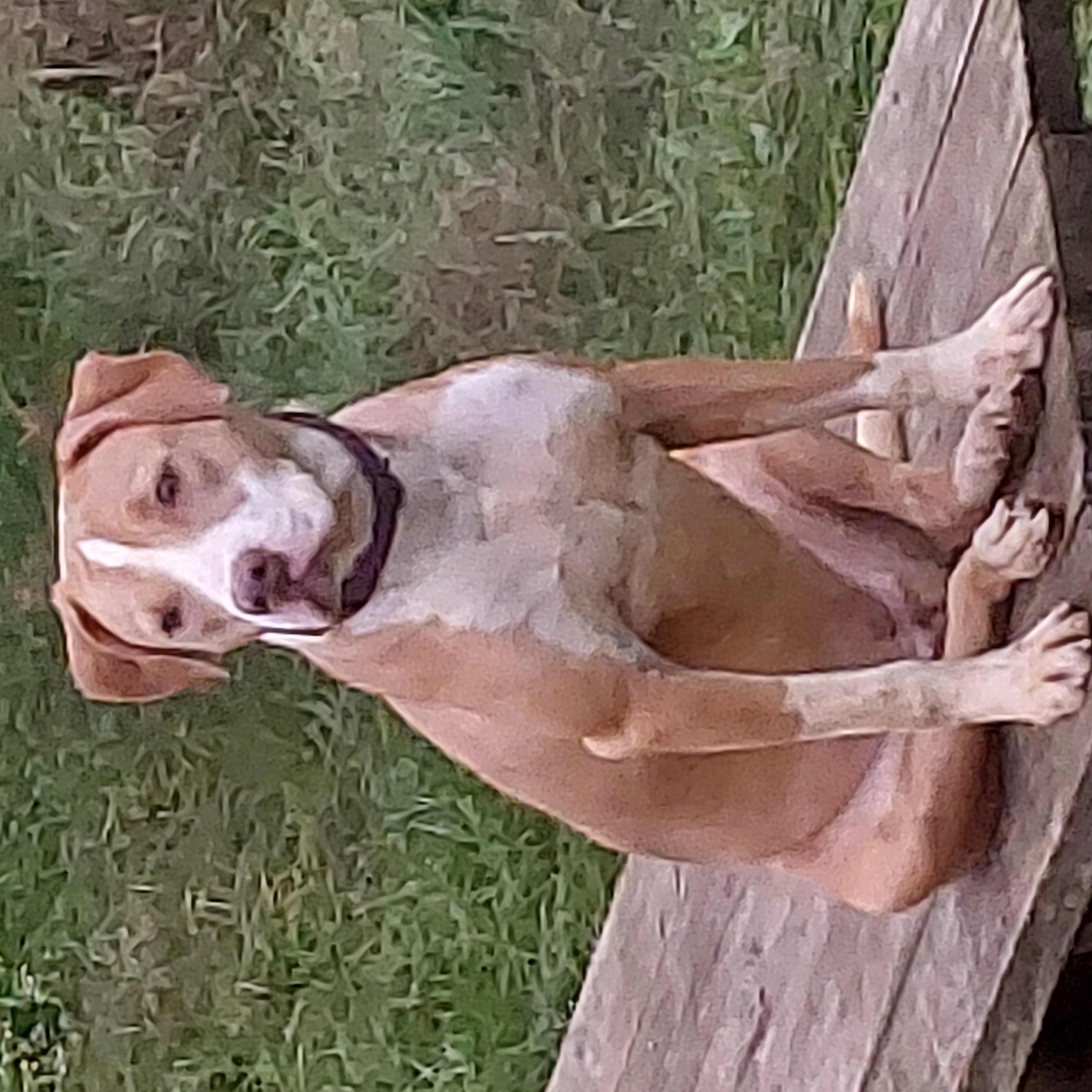 Bailey, Adoptable, Young Female Retriever.