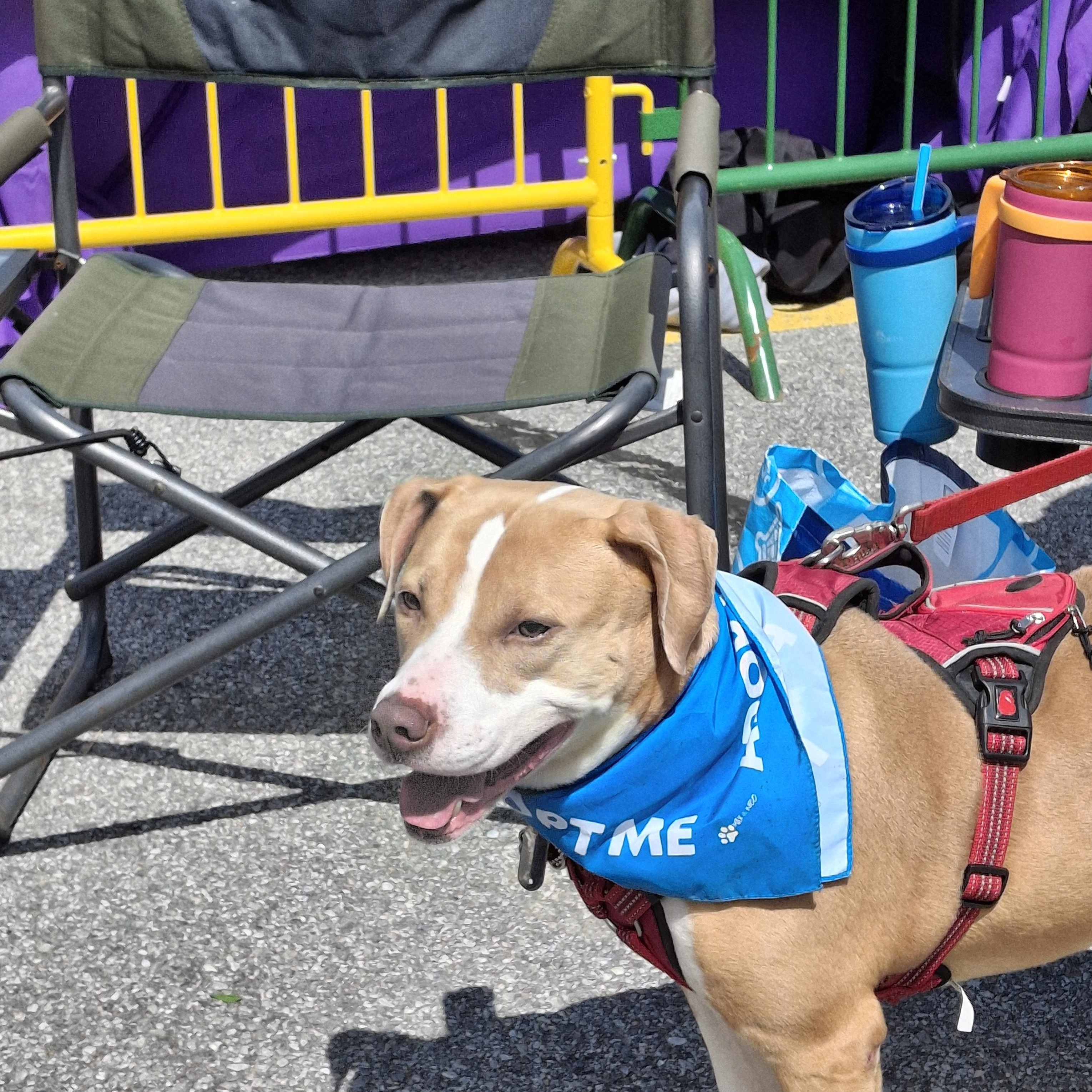Enlarge Bailey, a Adoptable mixed breed in Broadalbin, NY image 6/6