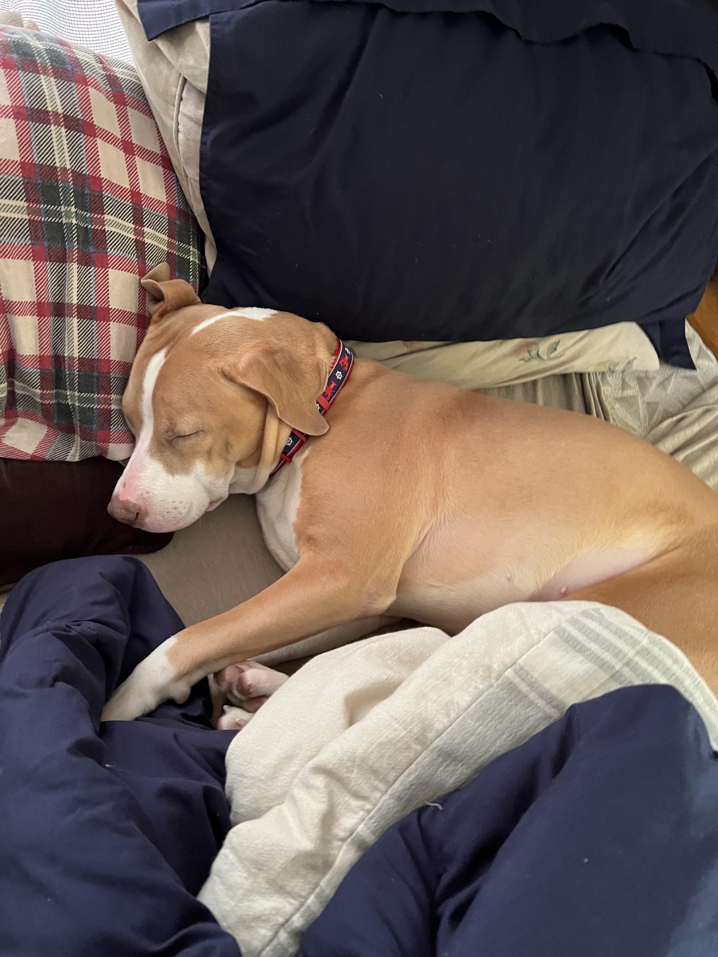Enlarge Bailey, a Adoptable Retriever in Broadalbin, NY image 12/12