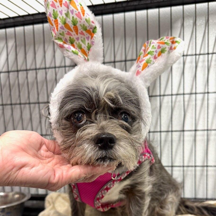 Enlarge Shadow, a Adopted Shih Tzu in GILBERTS, IL image 1/3