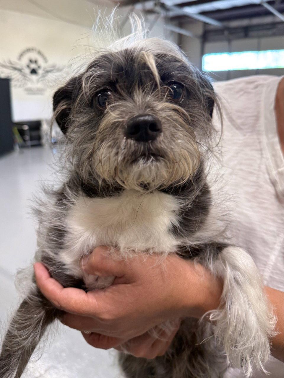 Enlarge Shadow, a Adopted Shih Tzu in GILBERTS, IL image 1/3