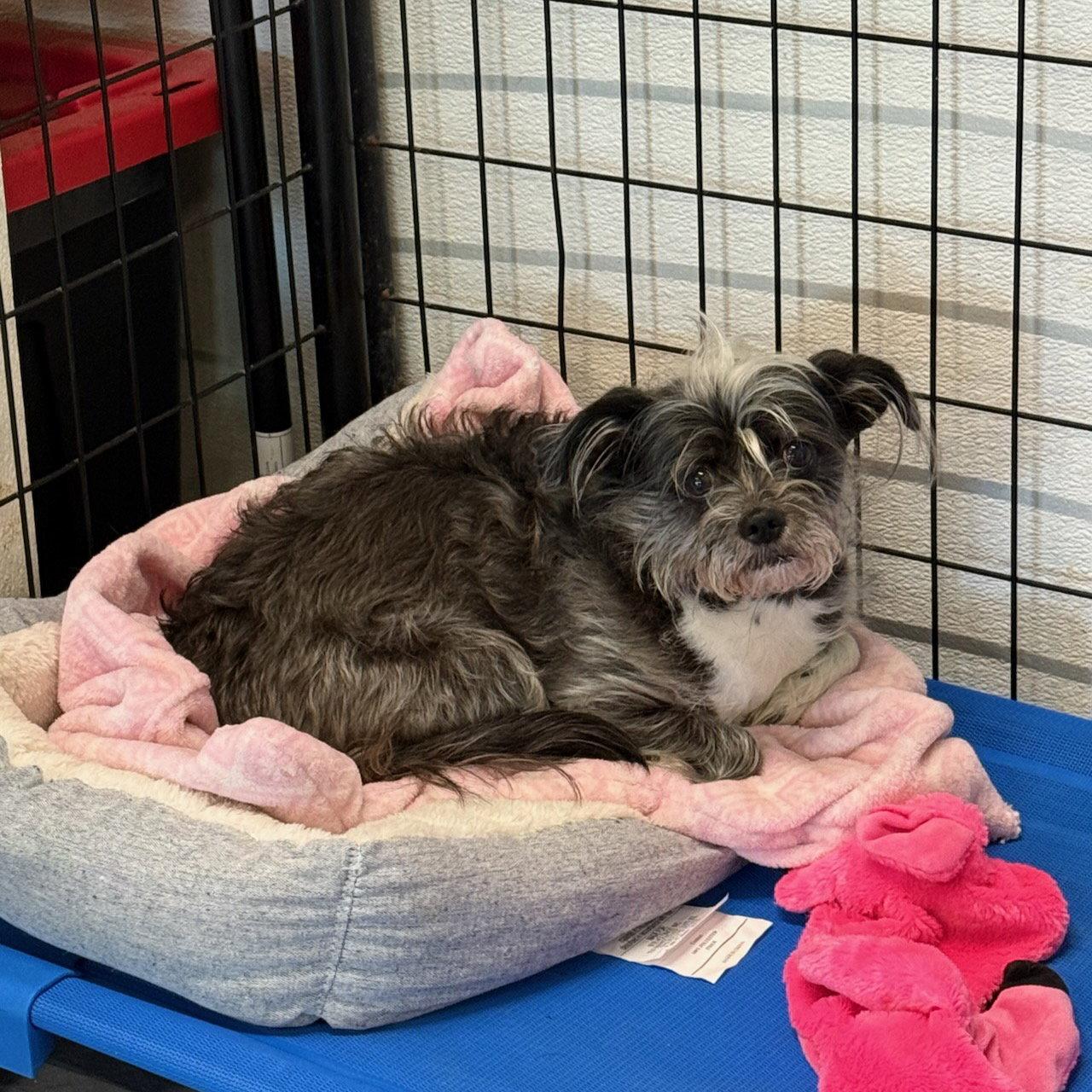 Enlarge Shadow, a Adopted Shih Tzu in GILBERTS, IL image 2/3