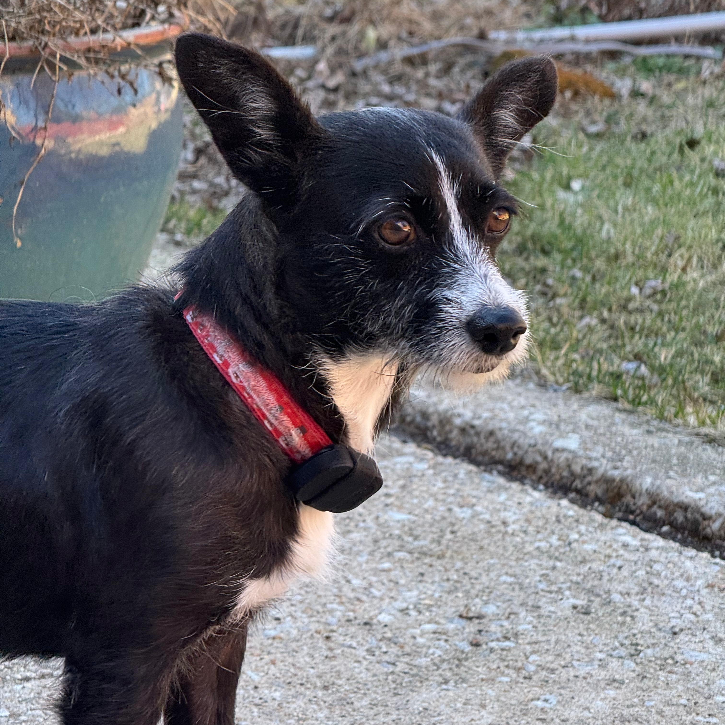 Enlarge Nala, a ADOPTABLE mixed breed in Baltimore, MD image 1/6