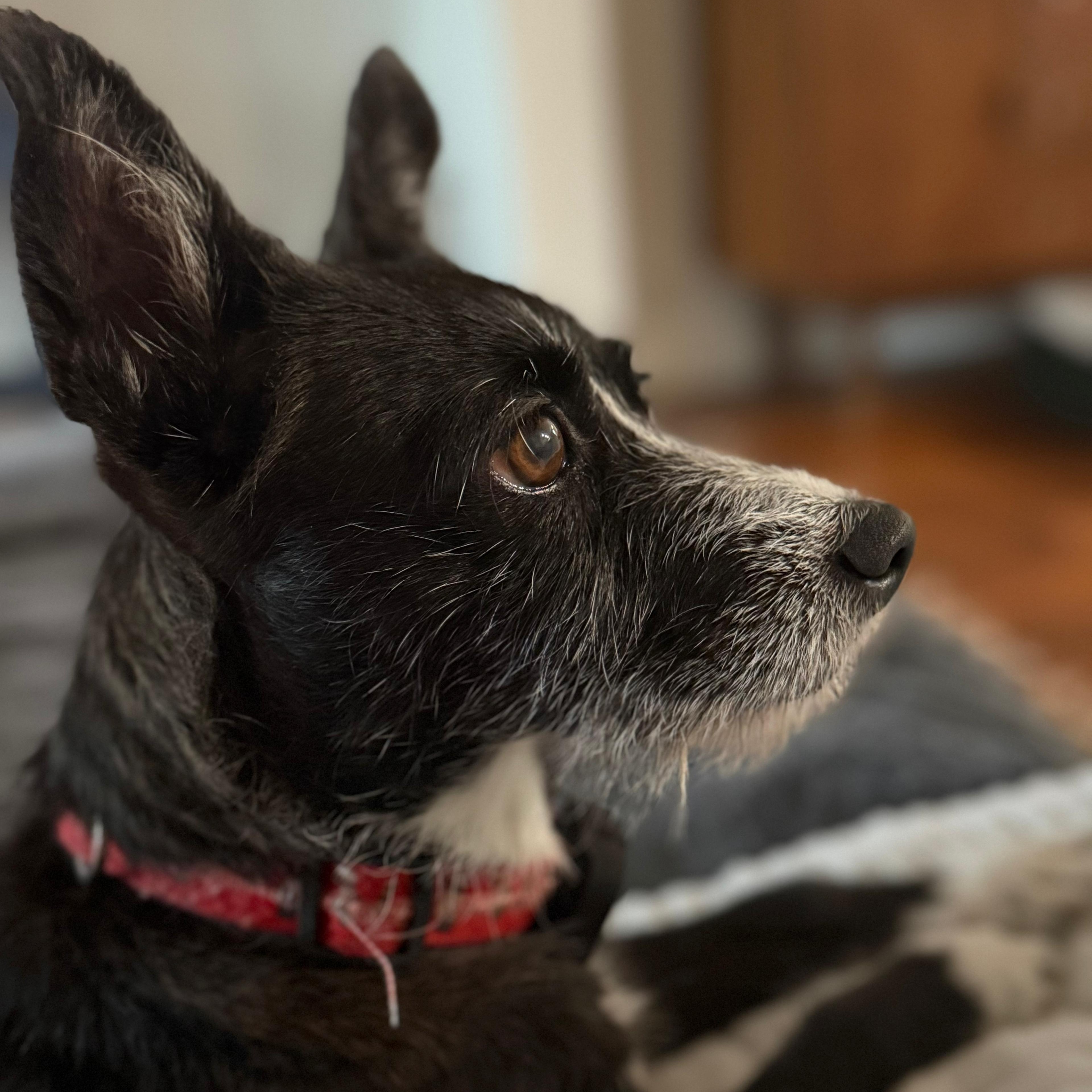 Enlarge Nala, a ADOPTABLE mixed breed in Baltimore, MD image 3/6