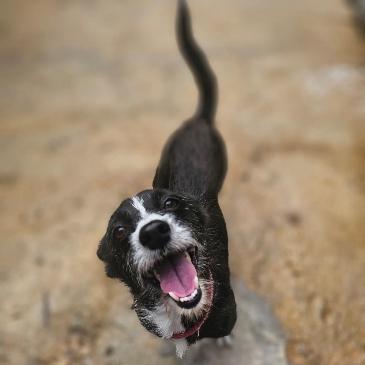 Enlarge Nala, a ADOPTABLE mixed breed in Baltimore, MD image 6/6