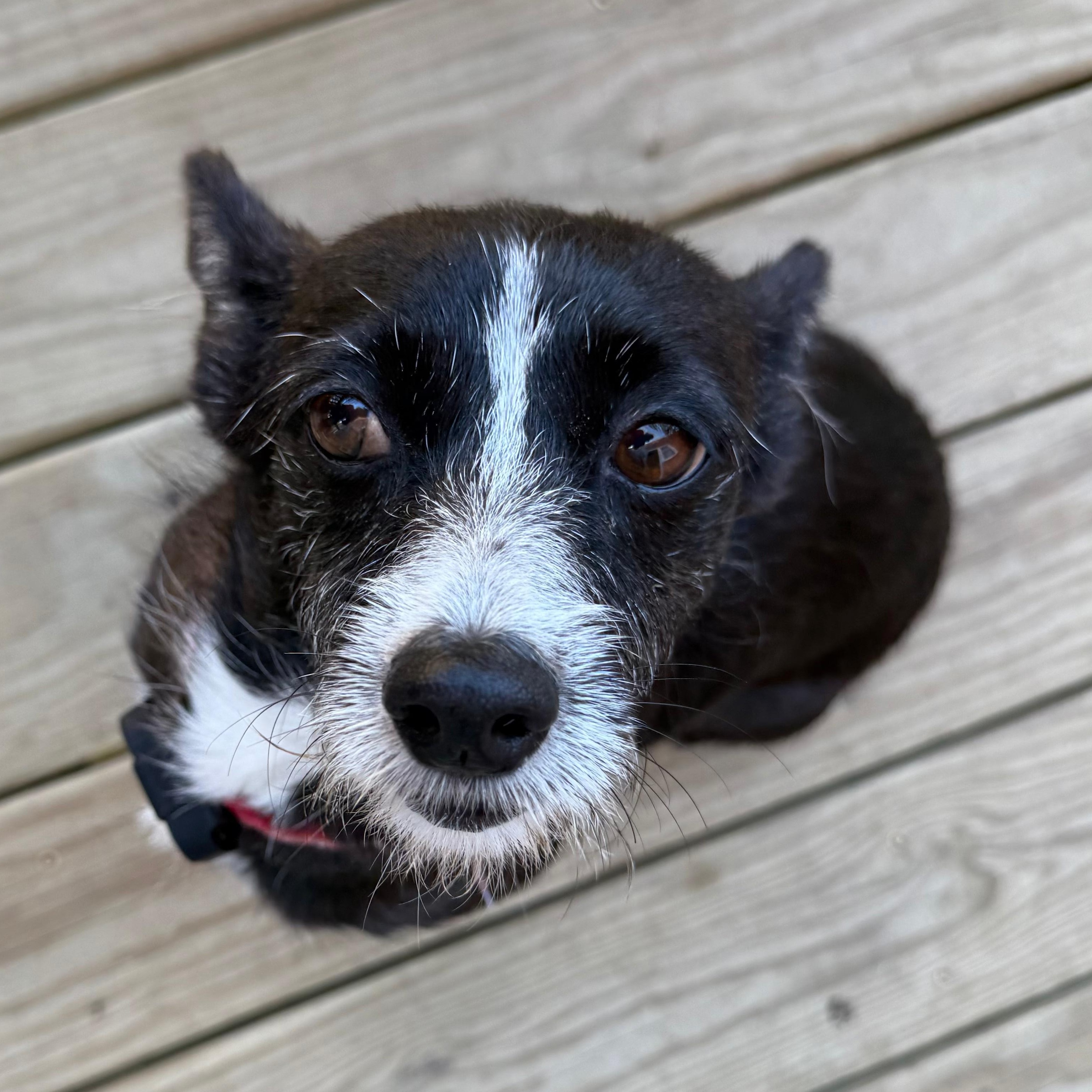 Enlarge Nala, a ADOPTABLE mixed breed in Baltimore, MD image 5/6