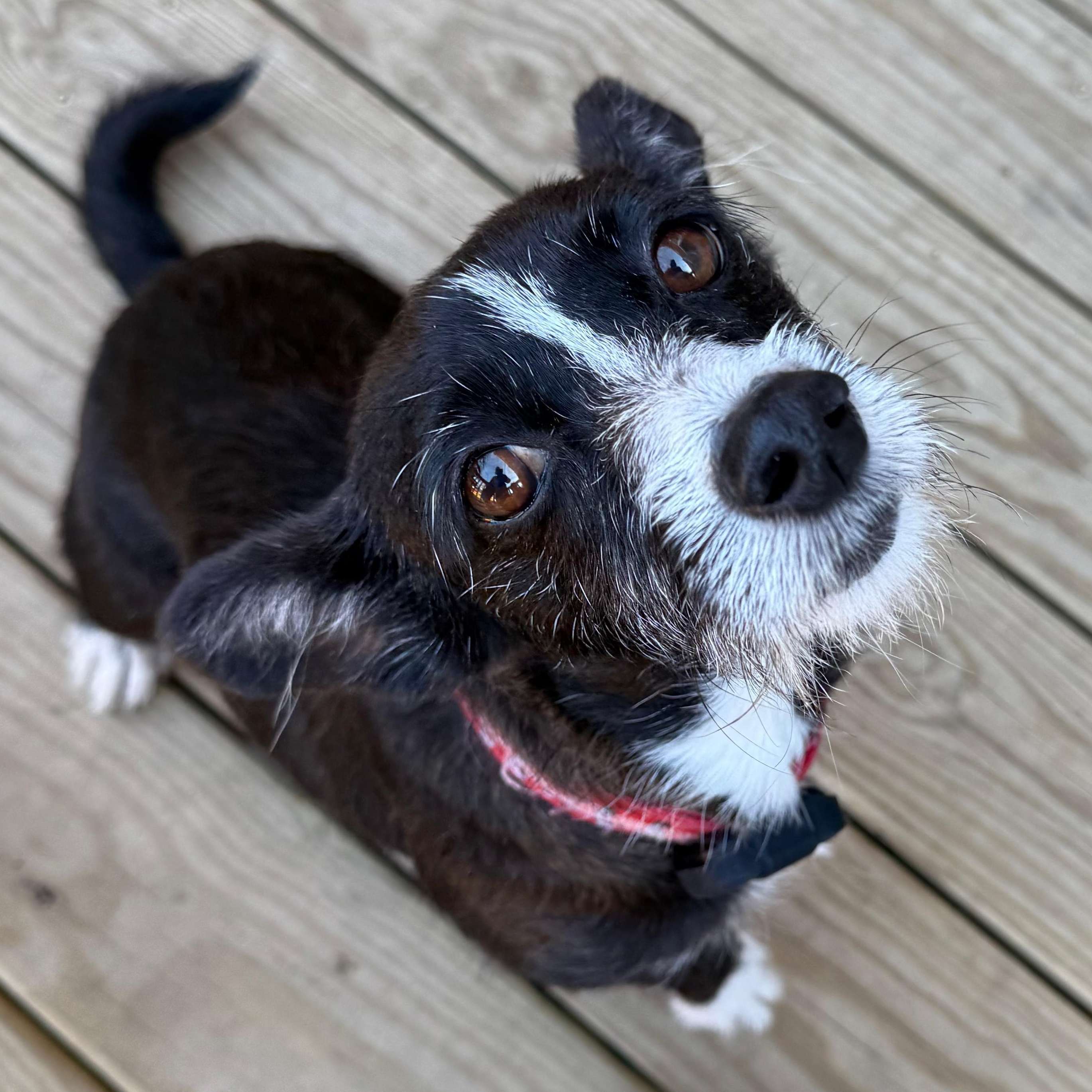 Enlarge Nala, a ADOPTABLE mixed breed in Baltimore, MD image 2/6