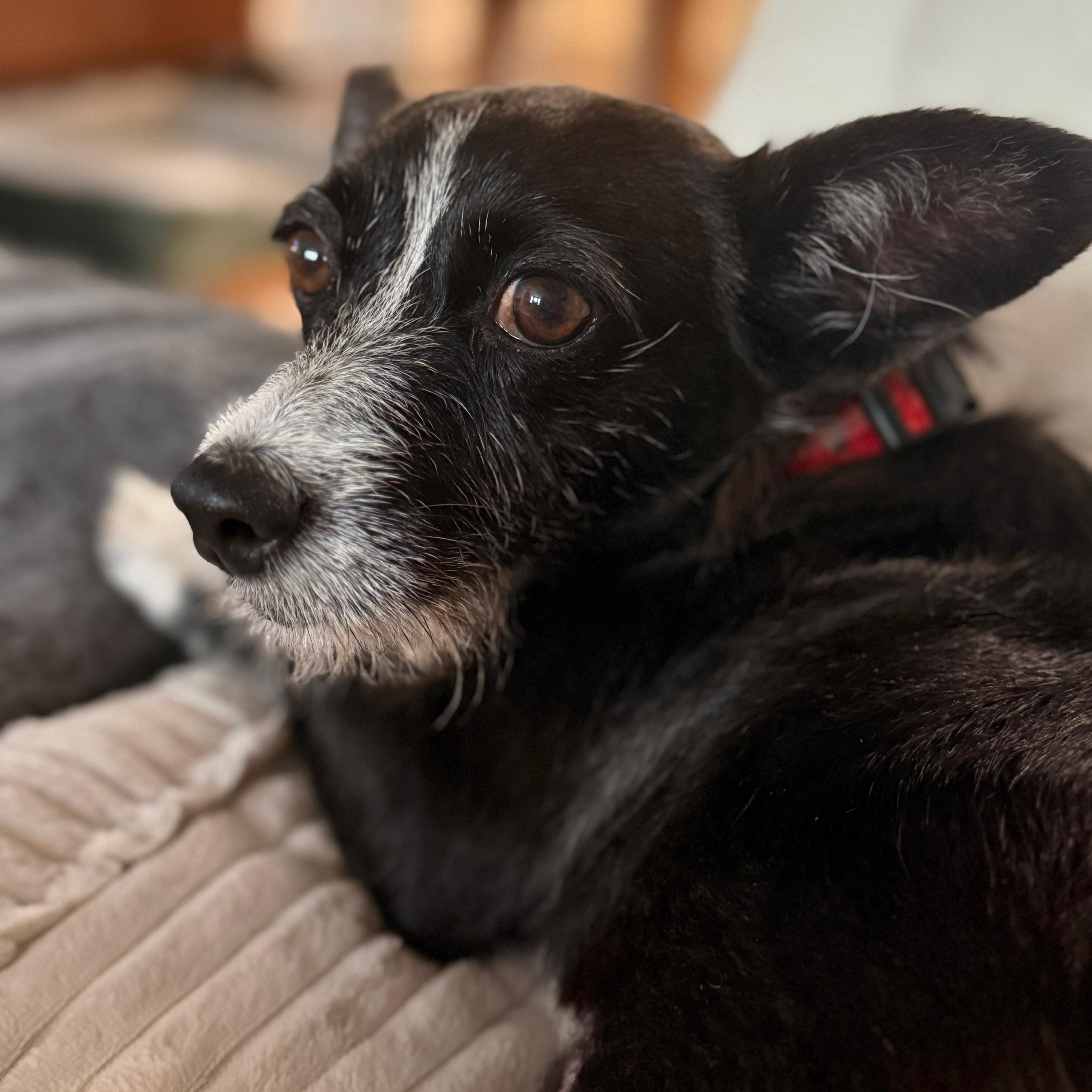 Enlarge Nala, a ADOPTABLE mixed breed in Baltimore, MD image 4/6